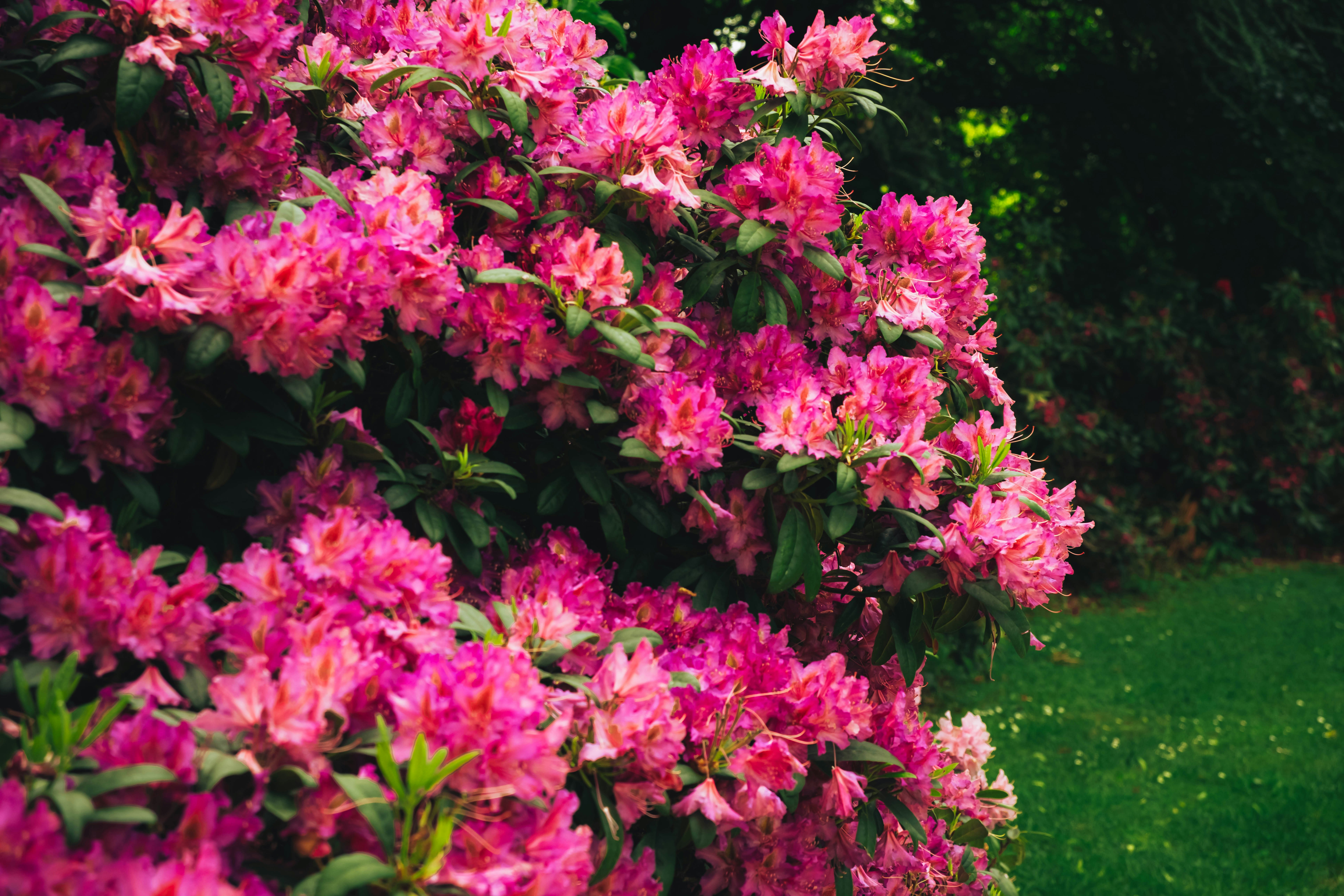Photo by arlindphotography