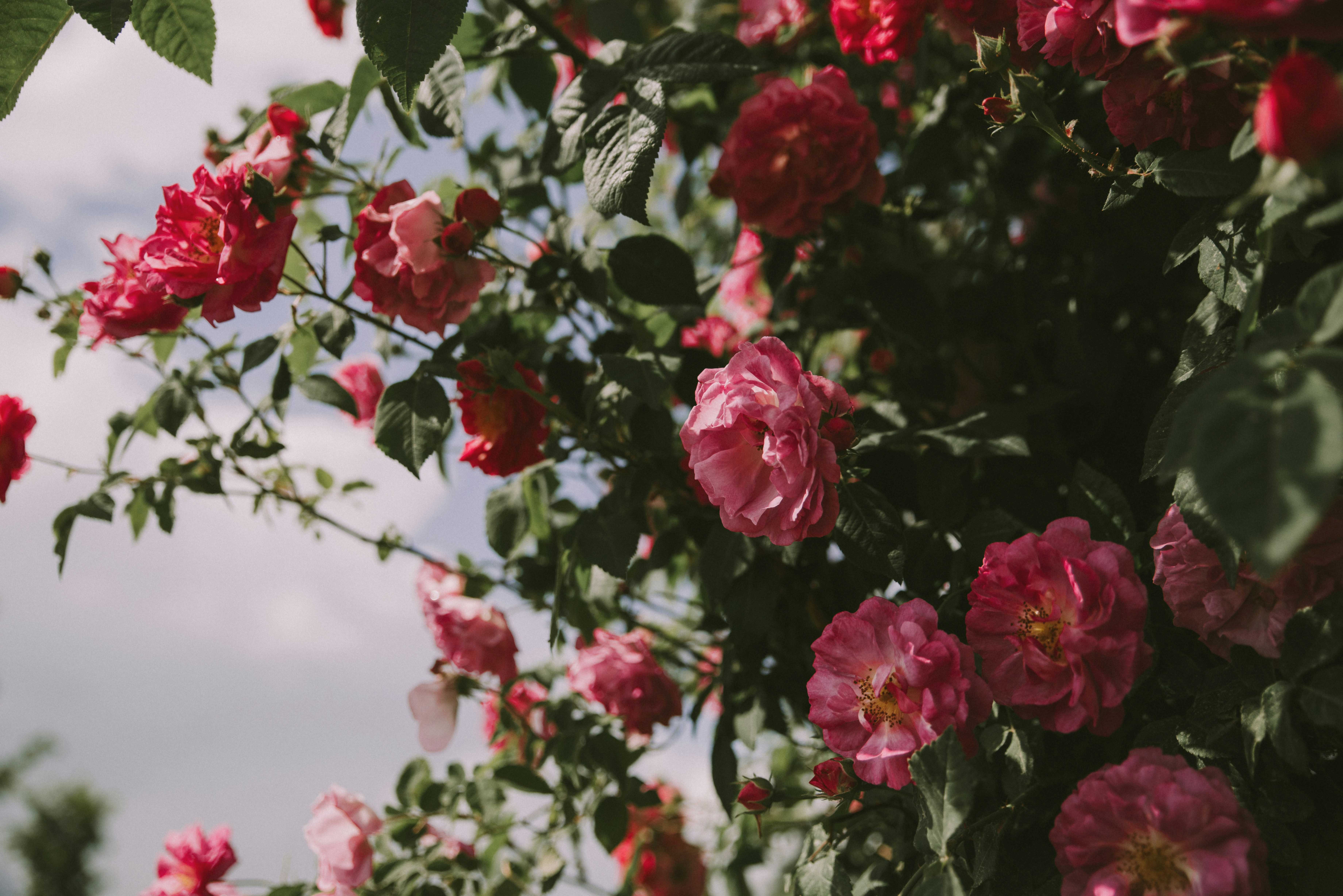 Photo by anitaaustvika