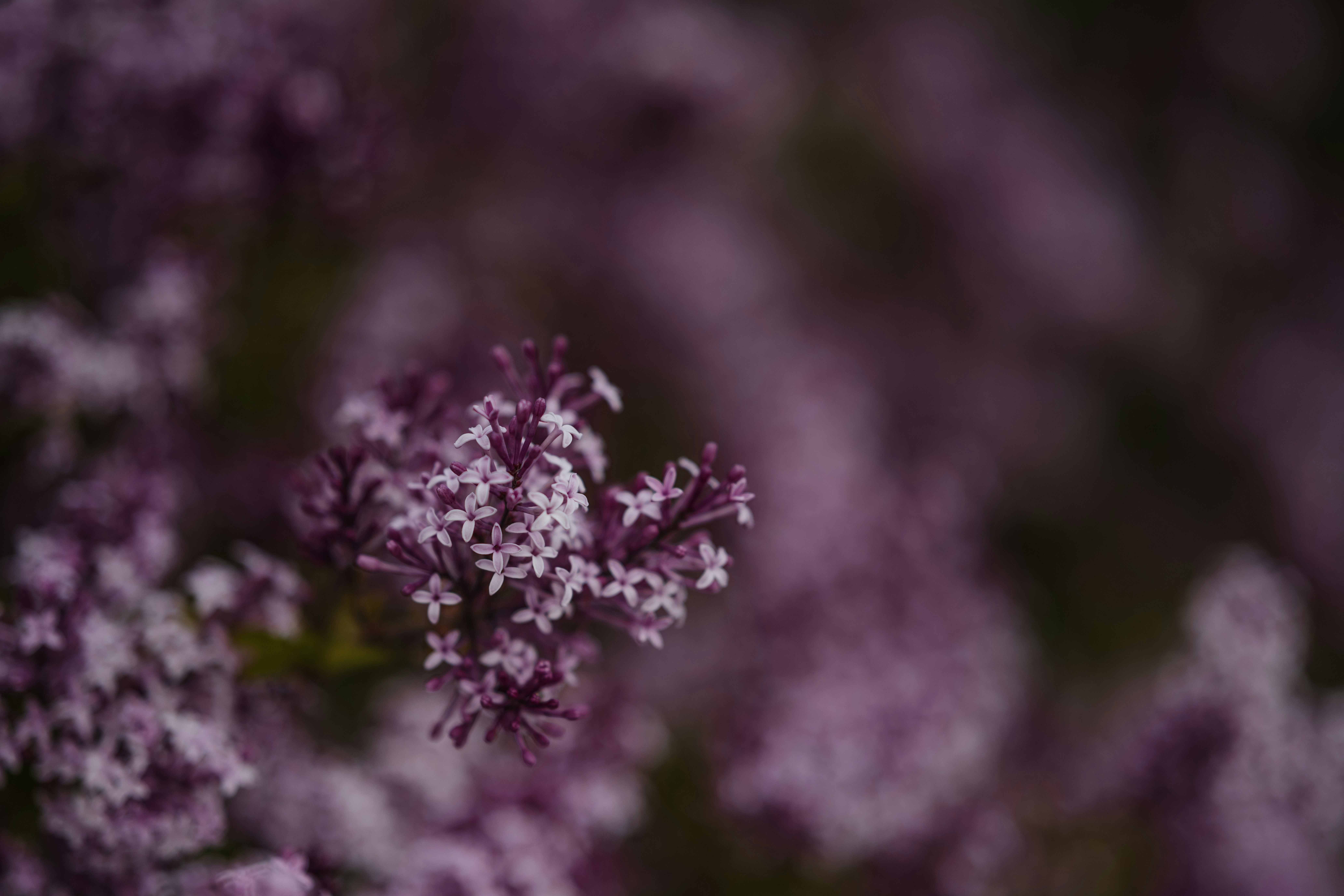 Photo by anitaaustvika