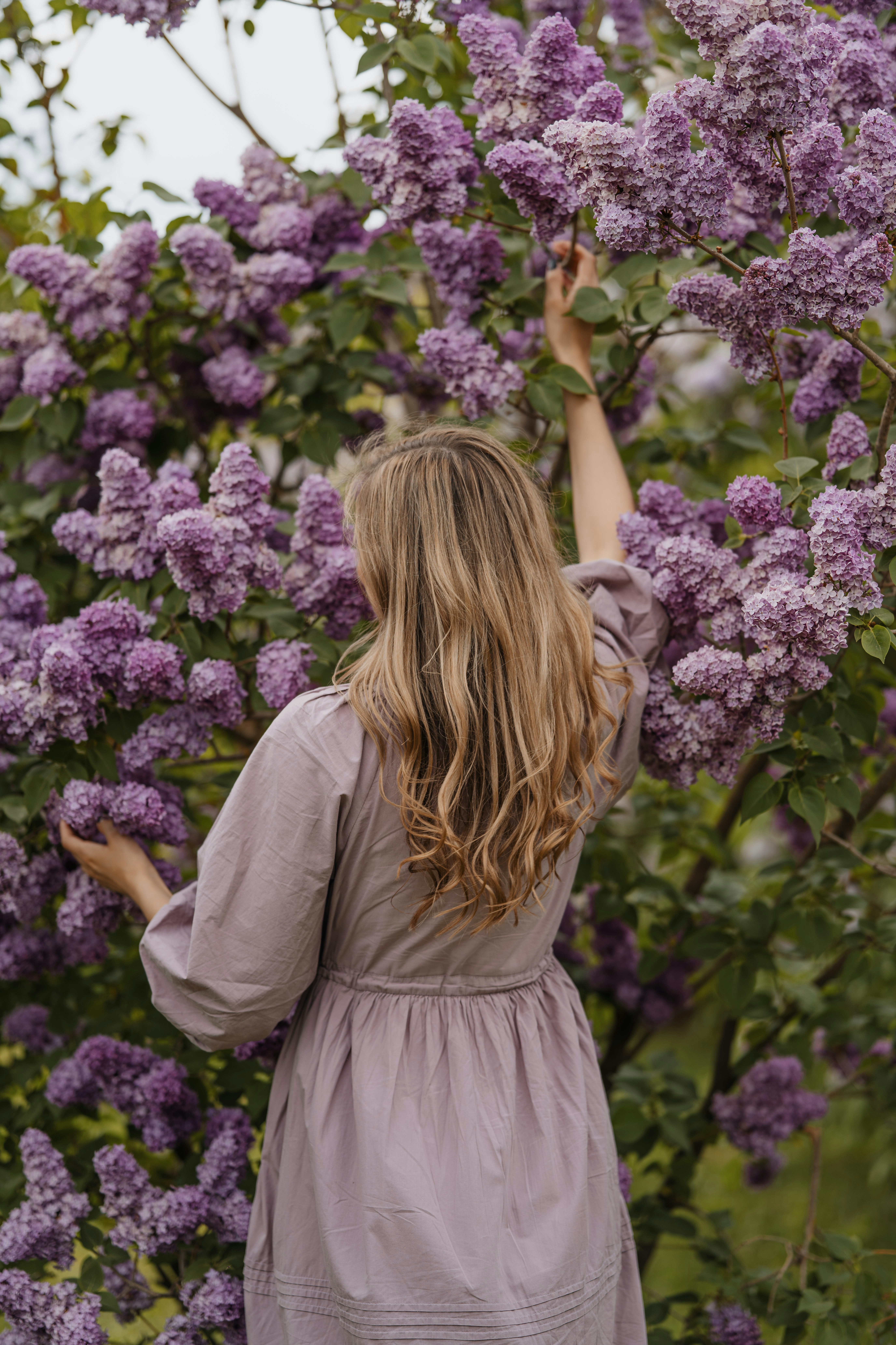 Blonde woman in purple dress admiring lilac blossoms.