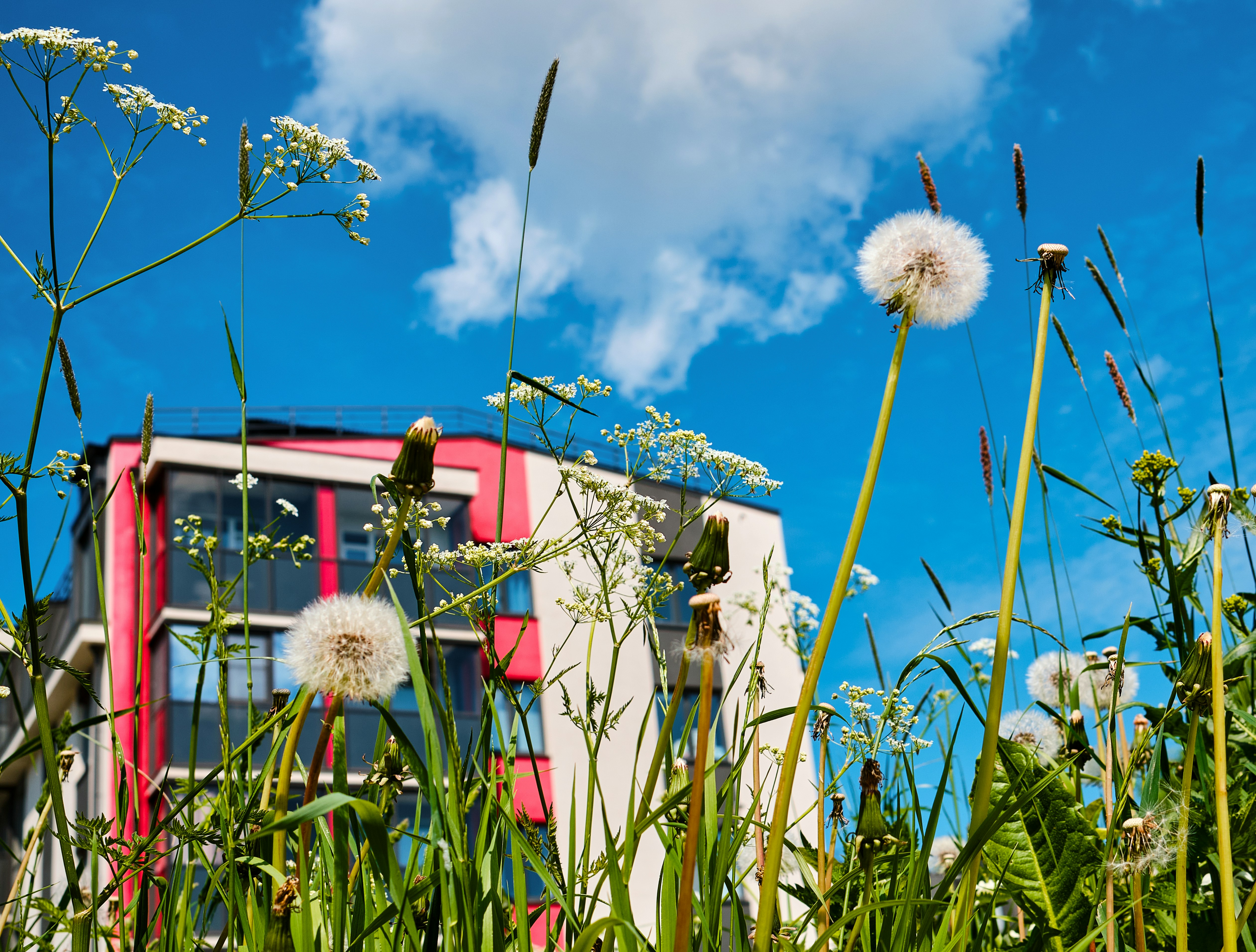 Soffioni e fiori selvatici davanti a un edificio moderno e colorato.