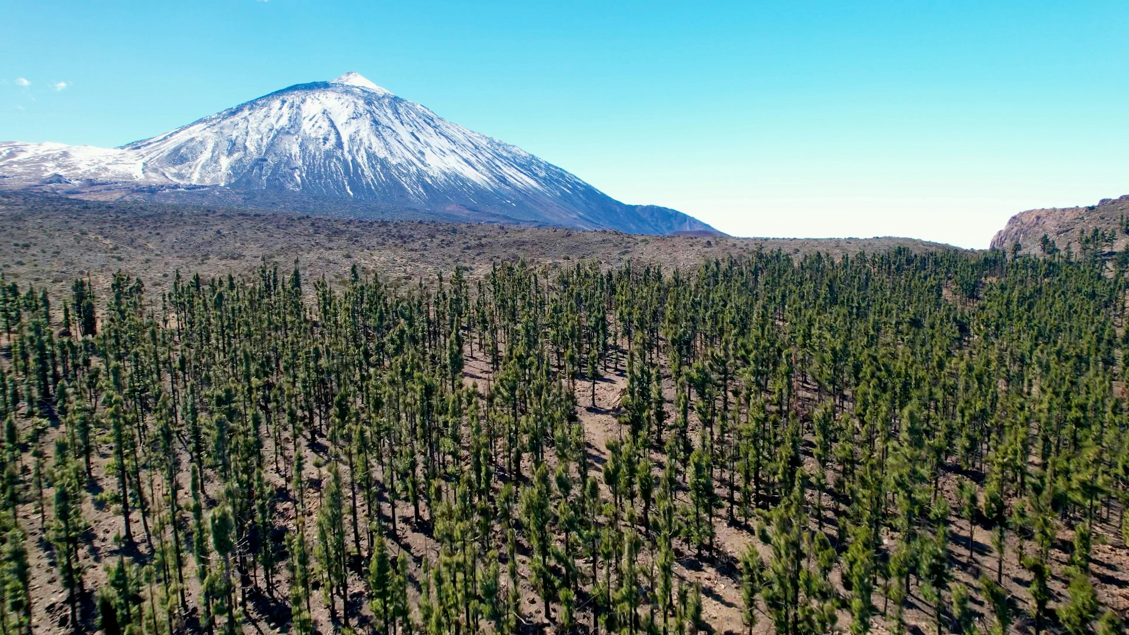Snow-capped mountain towering over a vast pine forest.