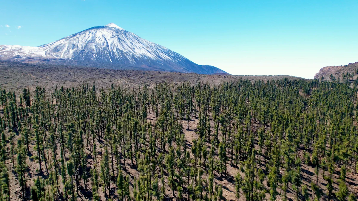 Snow on Teide above a wide forest of Canary Island pines