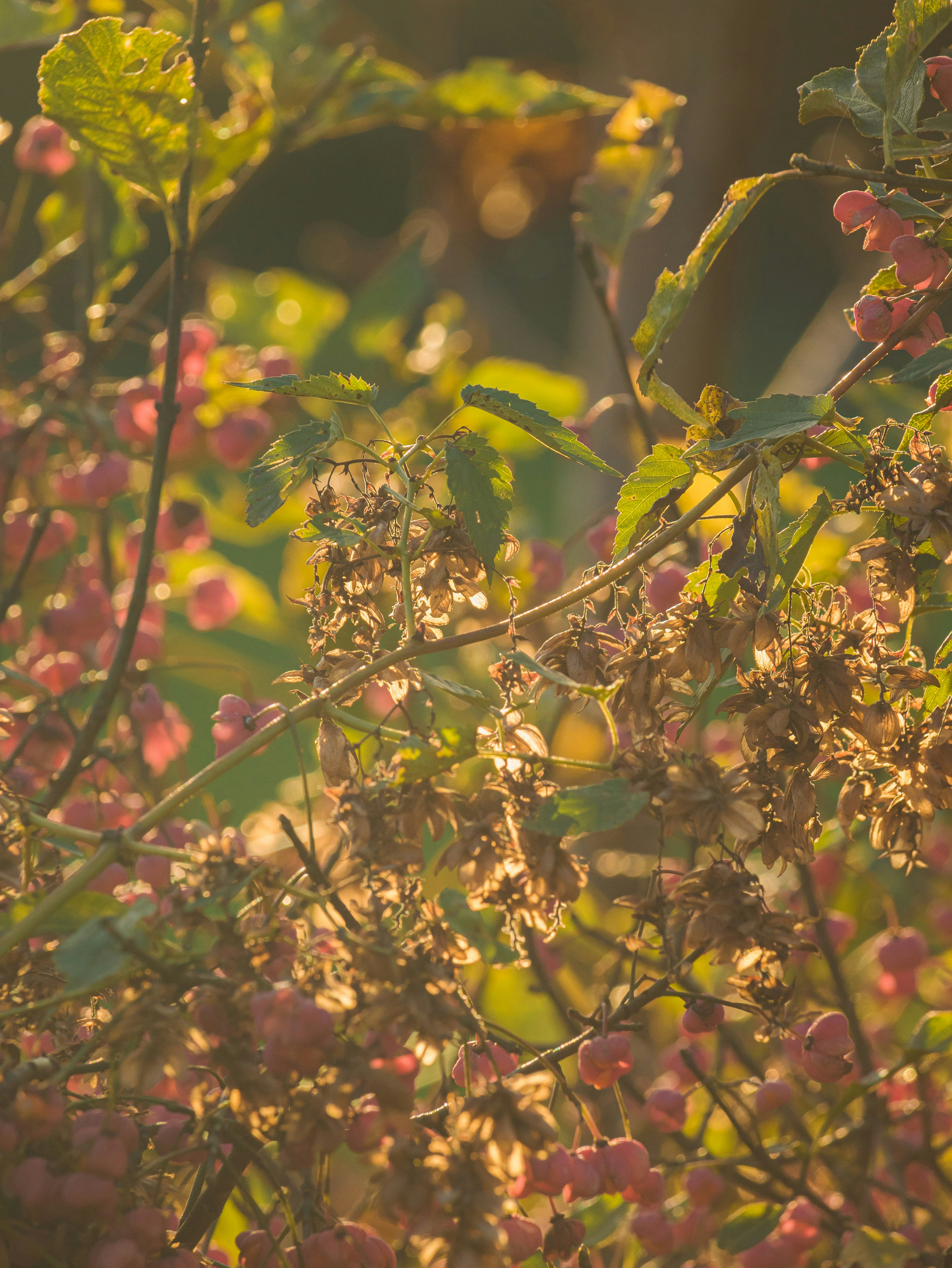 Photo by tomog