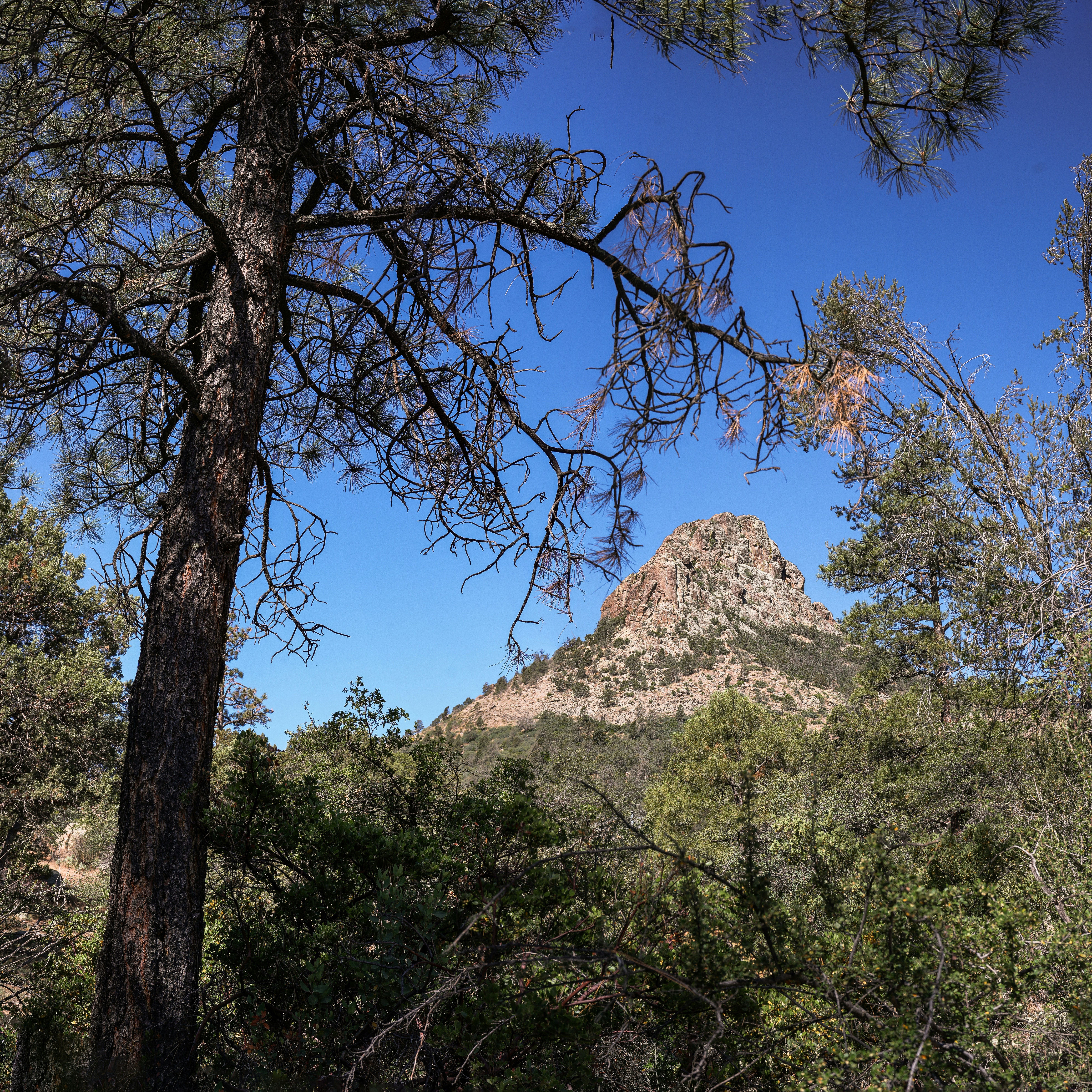Cima delle Montagne Rocciose incorniciata da alberi sotto un cielo azzurro.