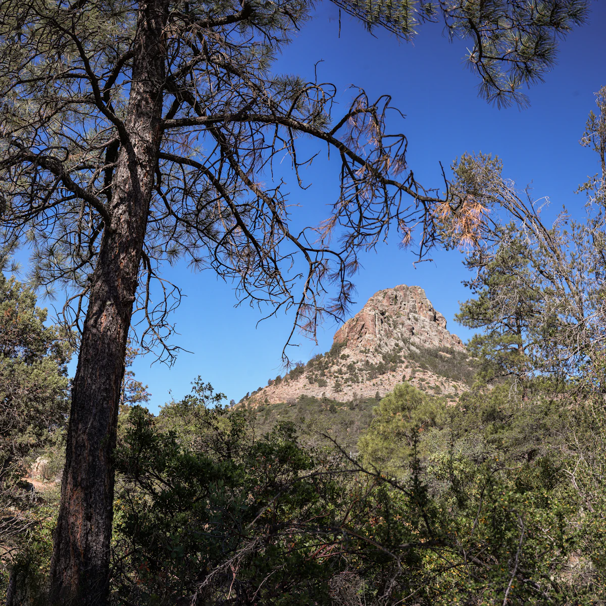 Thumb Butte rising over ponderosa pines near Prescott