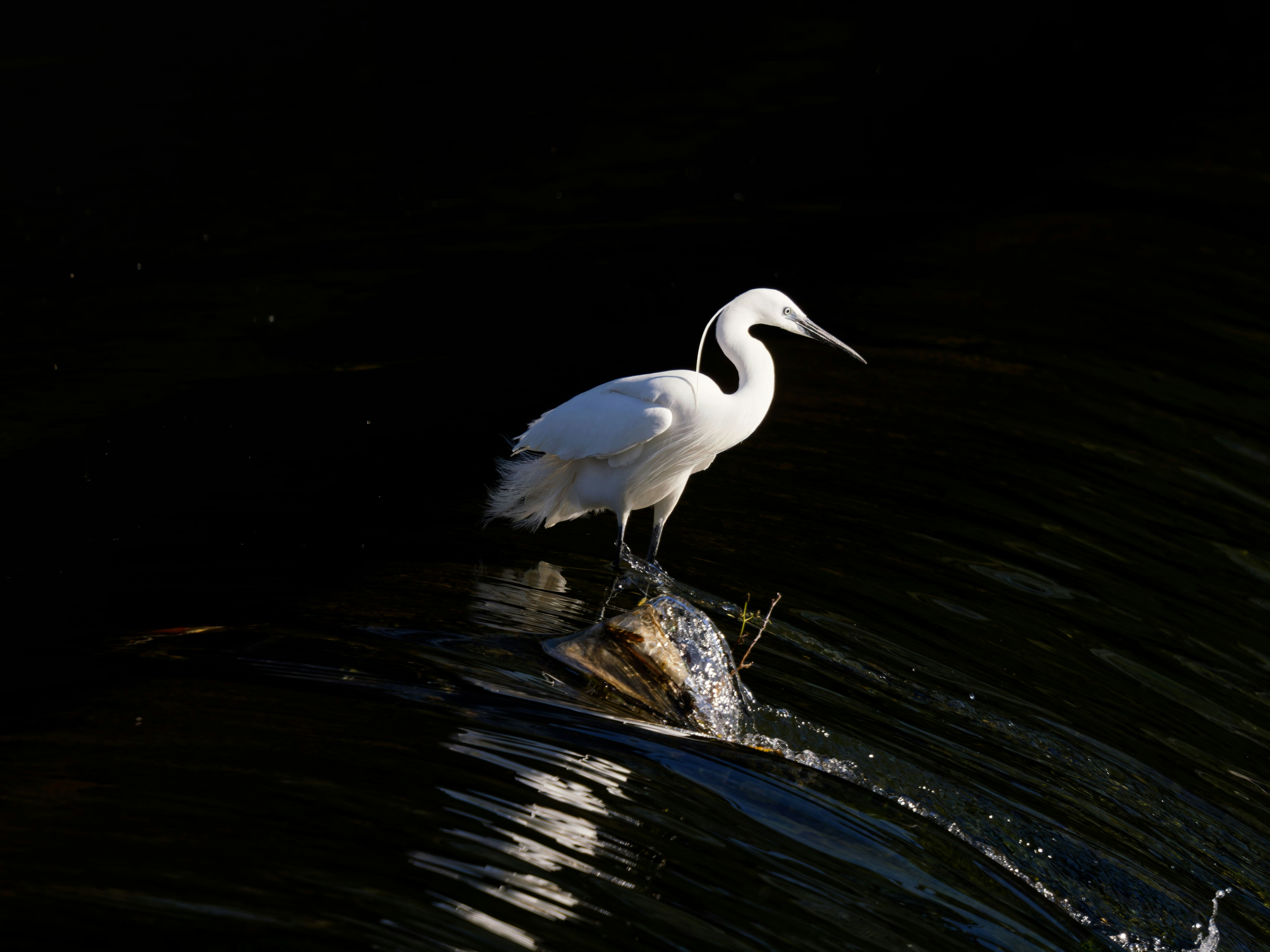 A white egret stands on an object in dark water.