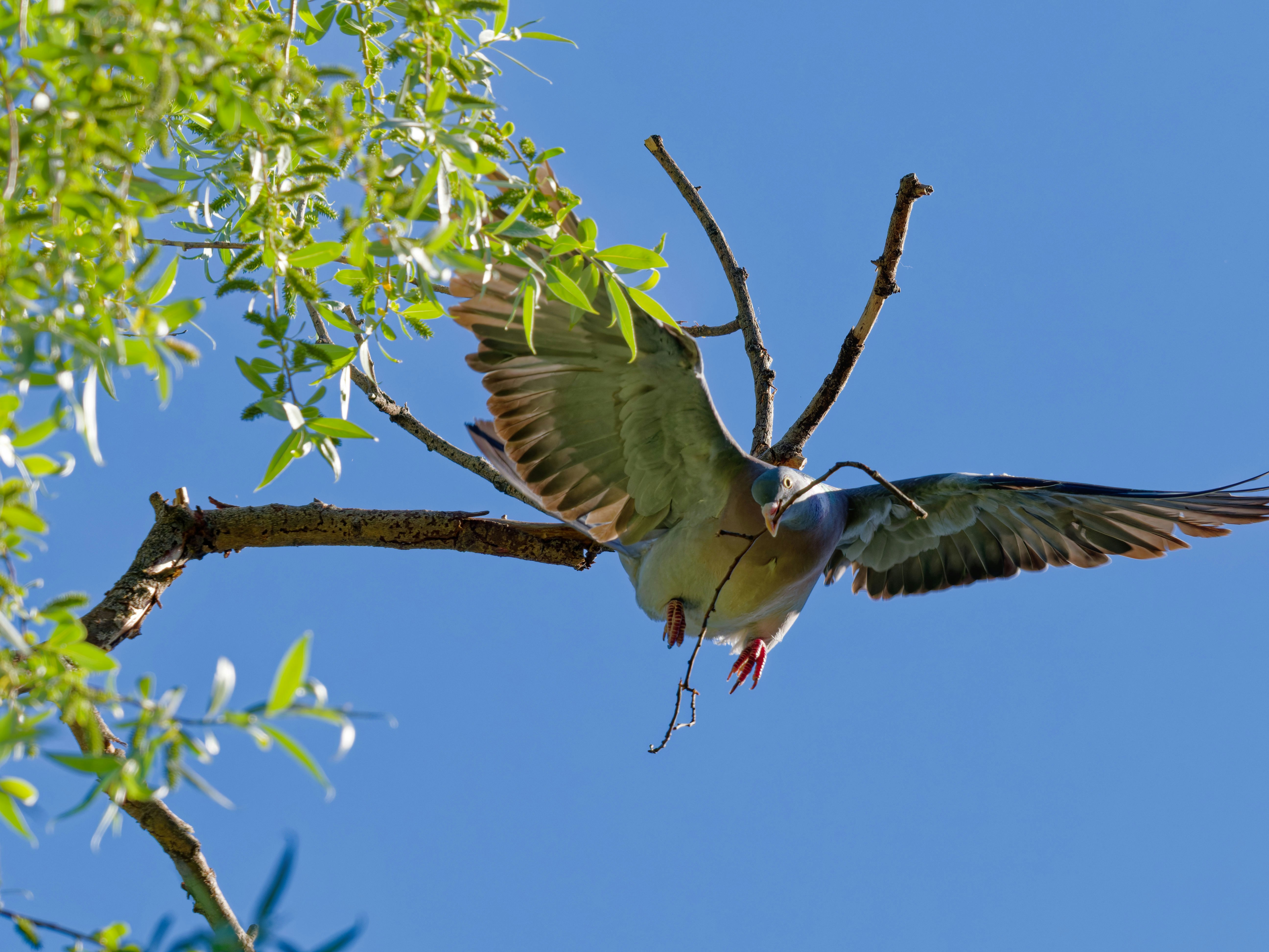 Burung terbang dengan ranting menuju cabang pohon hijau.