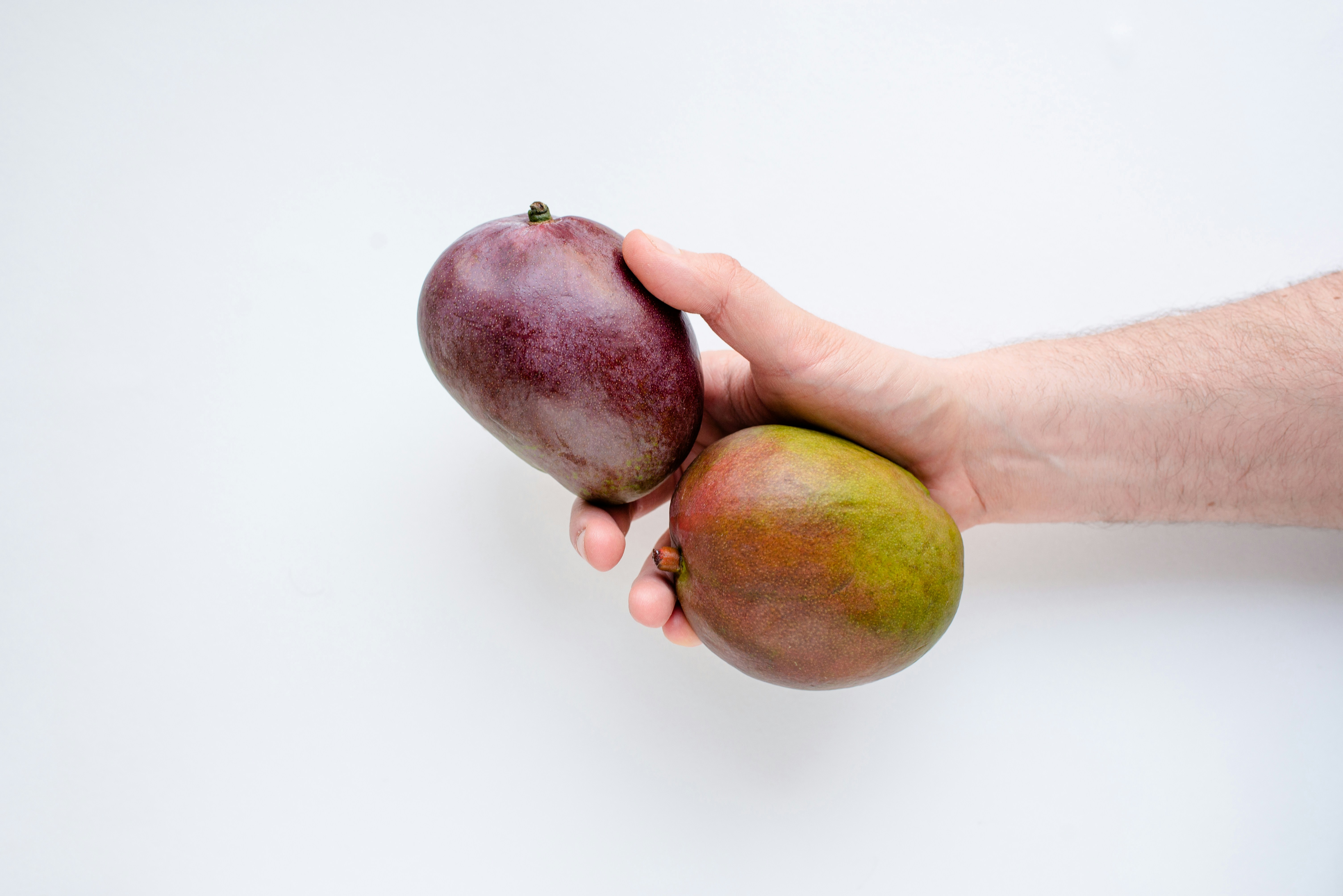 Una mano sostiene dos mangos maduros sobre un fondo blanco.