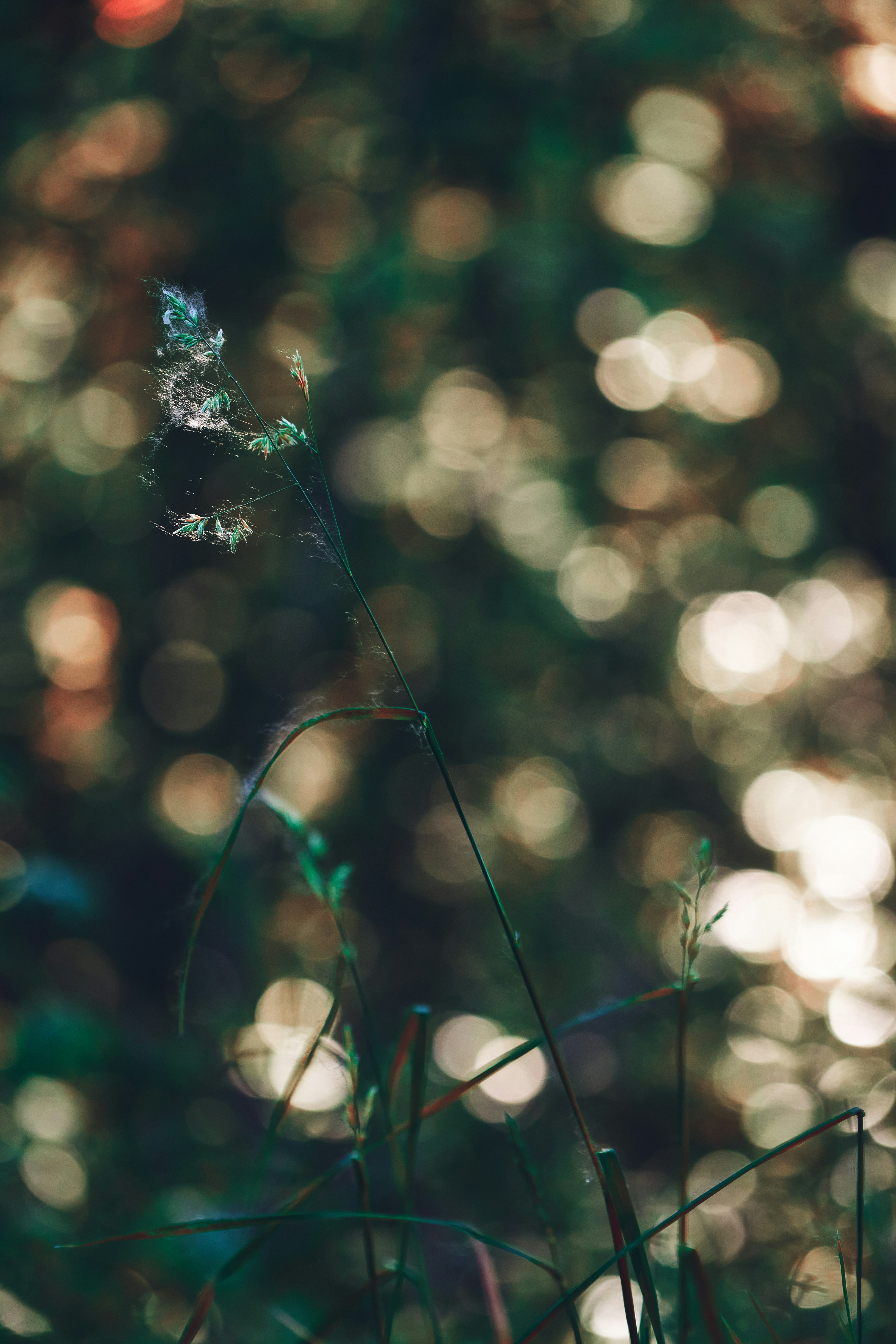 Satu tangkai tanaman dengan jaring laba-laba melawan cahaya bokeh.