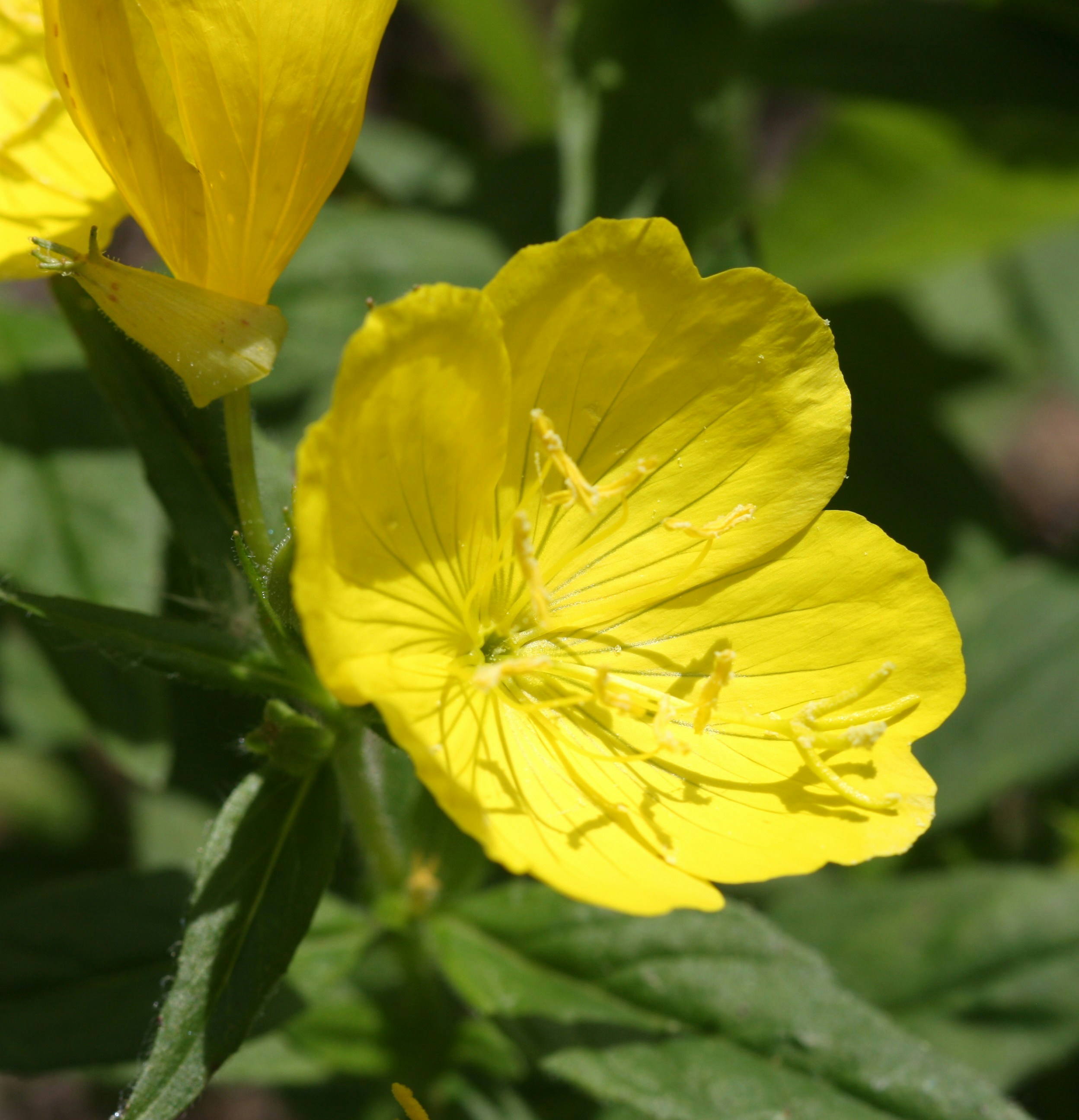 Uma flor amarela vibrante com pétalas delicadas e folhas verdes.