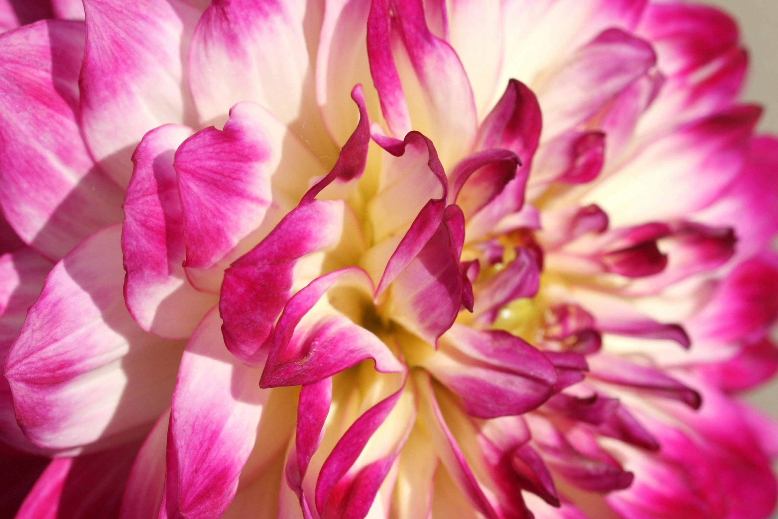 Pétalas vibrantes de flores de dália em rosa e branco.