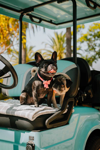French bulldog and pug ride in a turquoise golf cart.