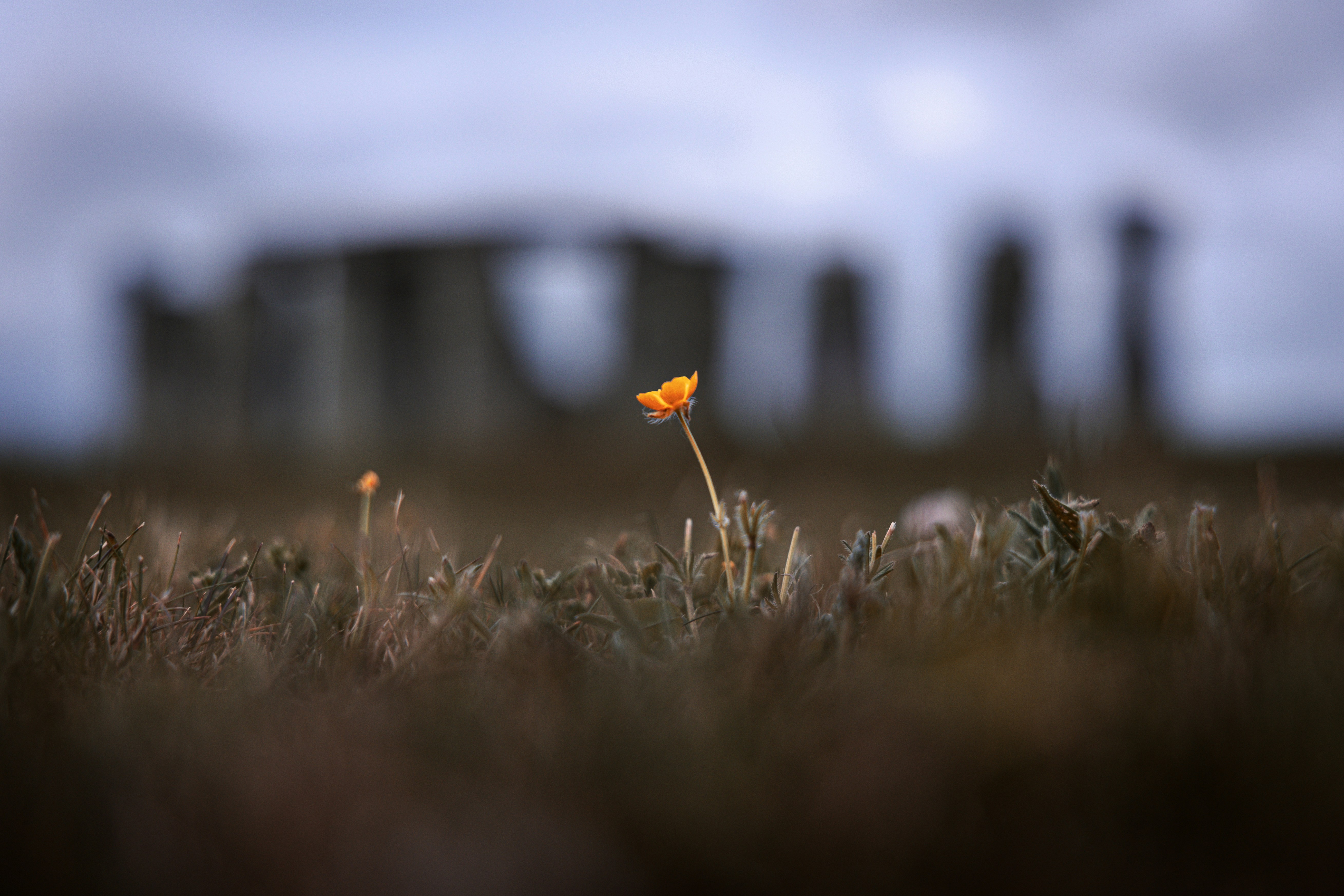 Khajjiar Meadow's Eastern Edge—The Forgotten Shepherd's Stone Circle