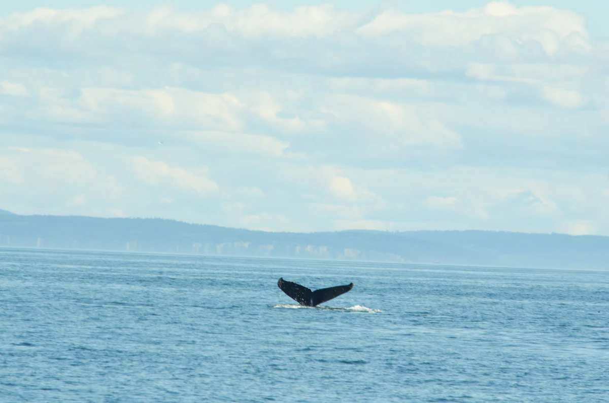 Samaná & Ballenas