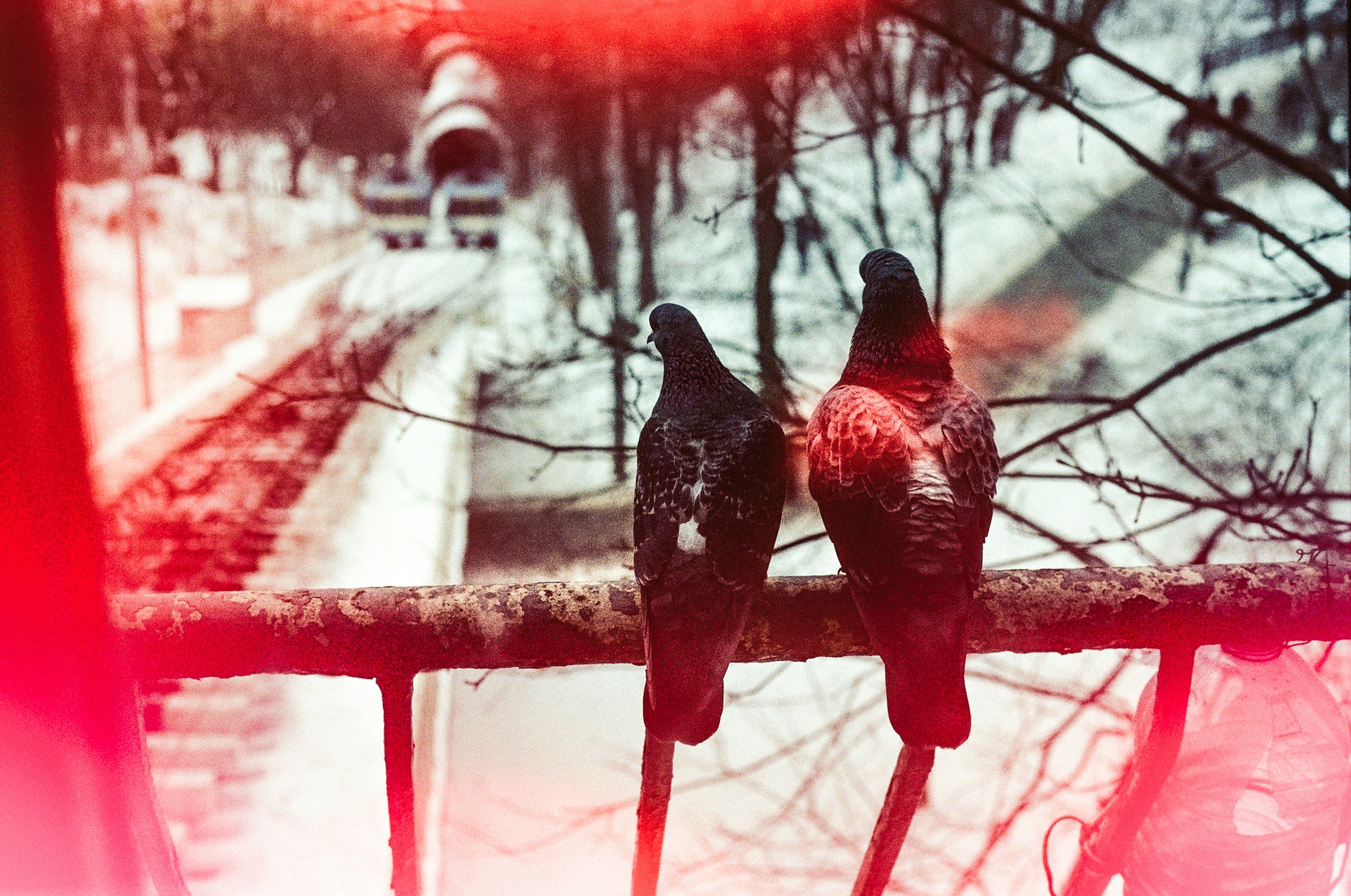 Two pigeons sit on a railing with a snowy background.