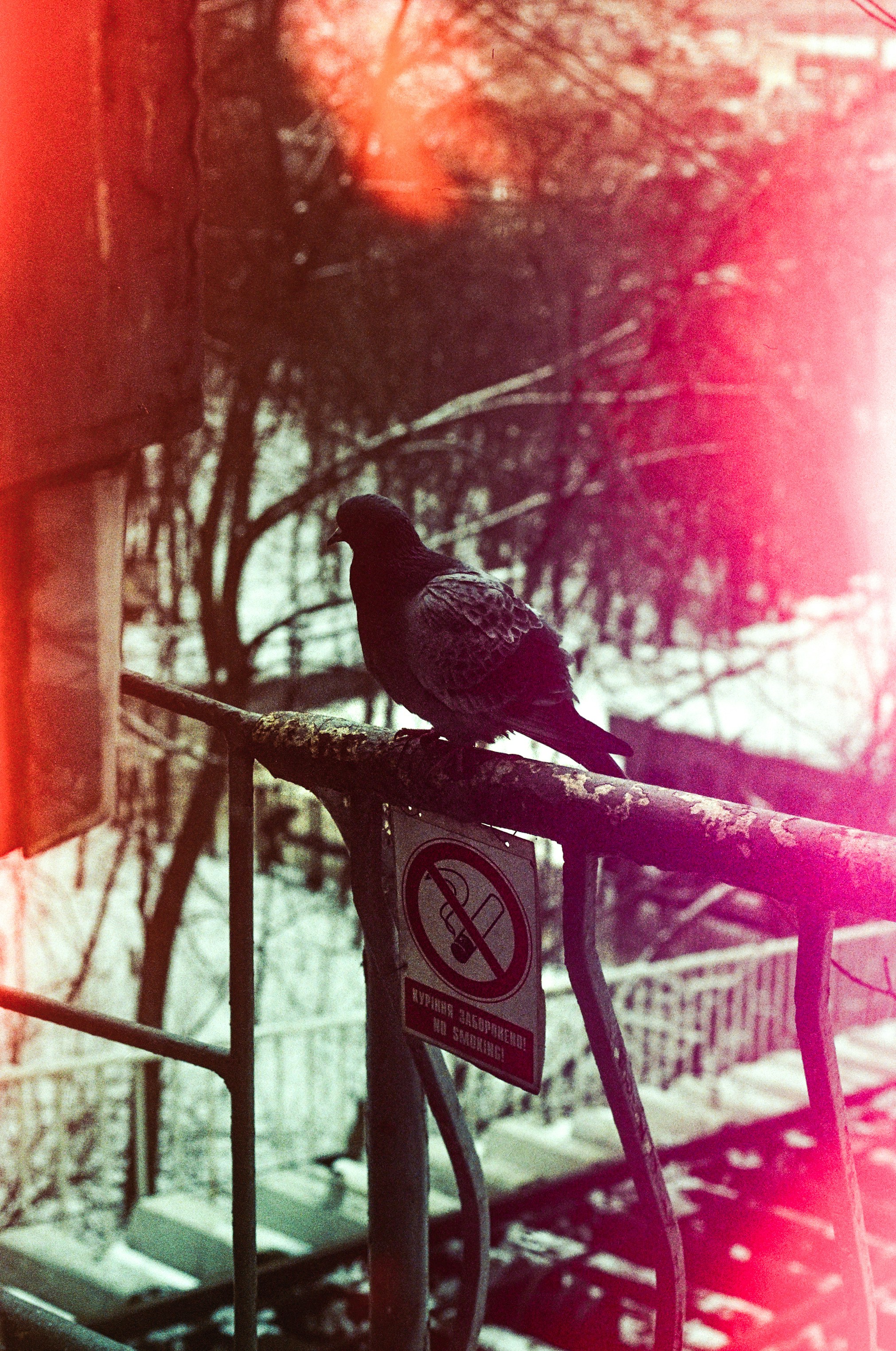 Pigeon on rusty railing, snowy background with red light flares.
