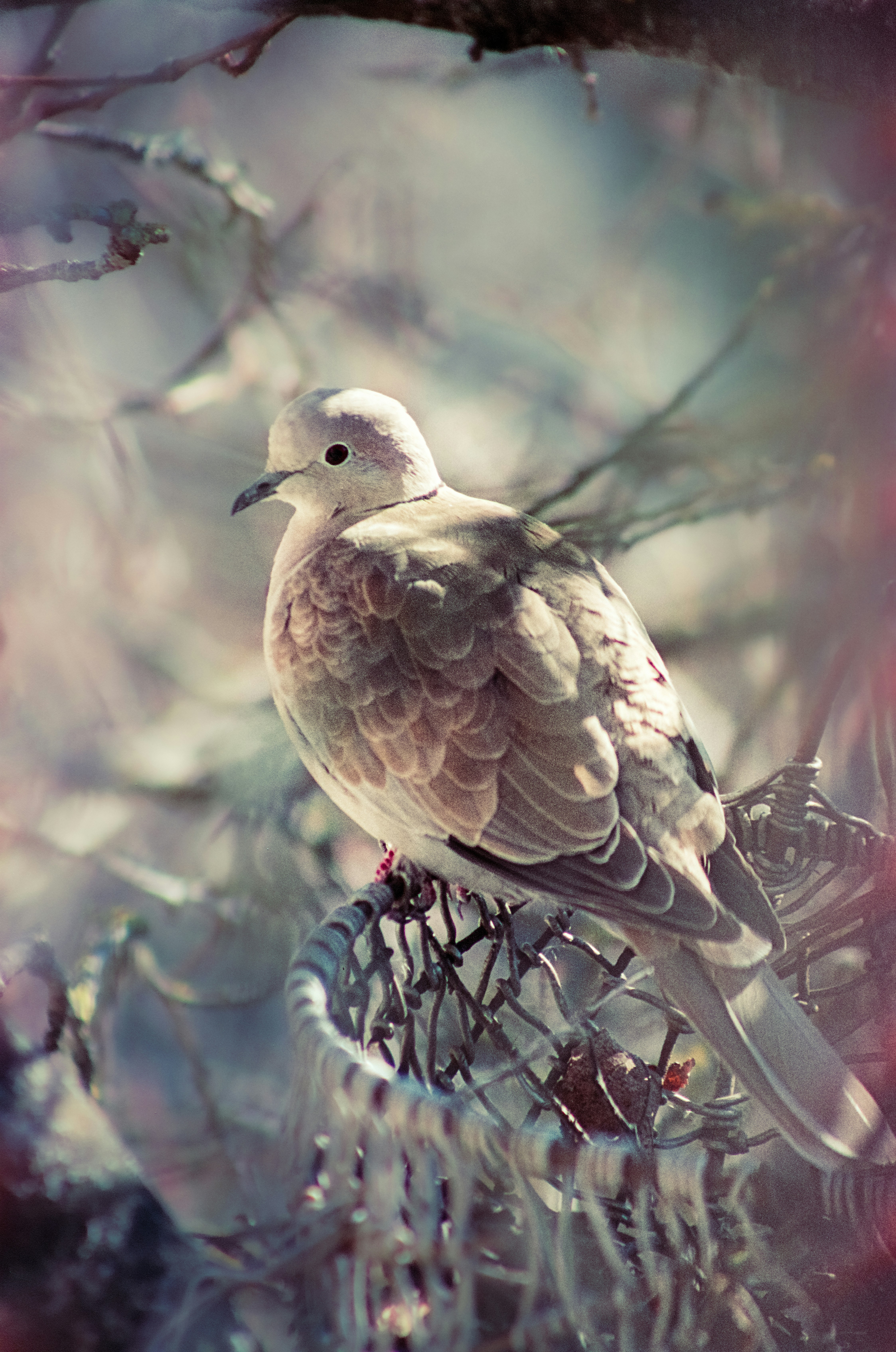A light-colored dove perches on a branch in soft light.