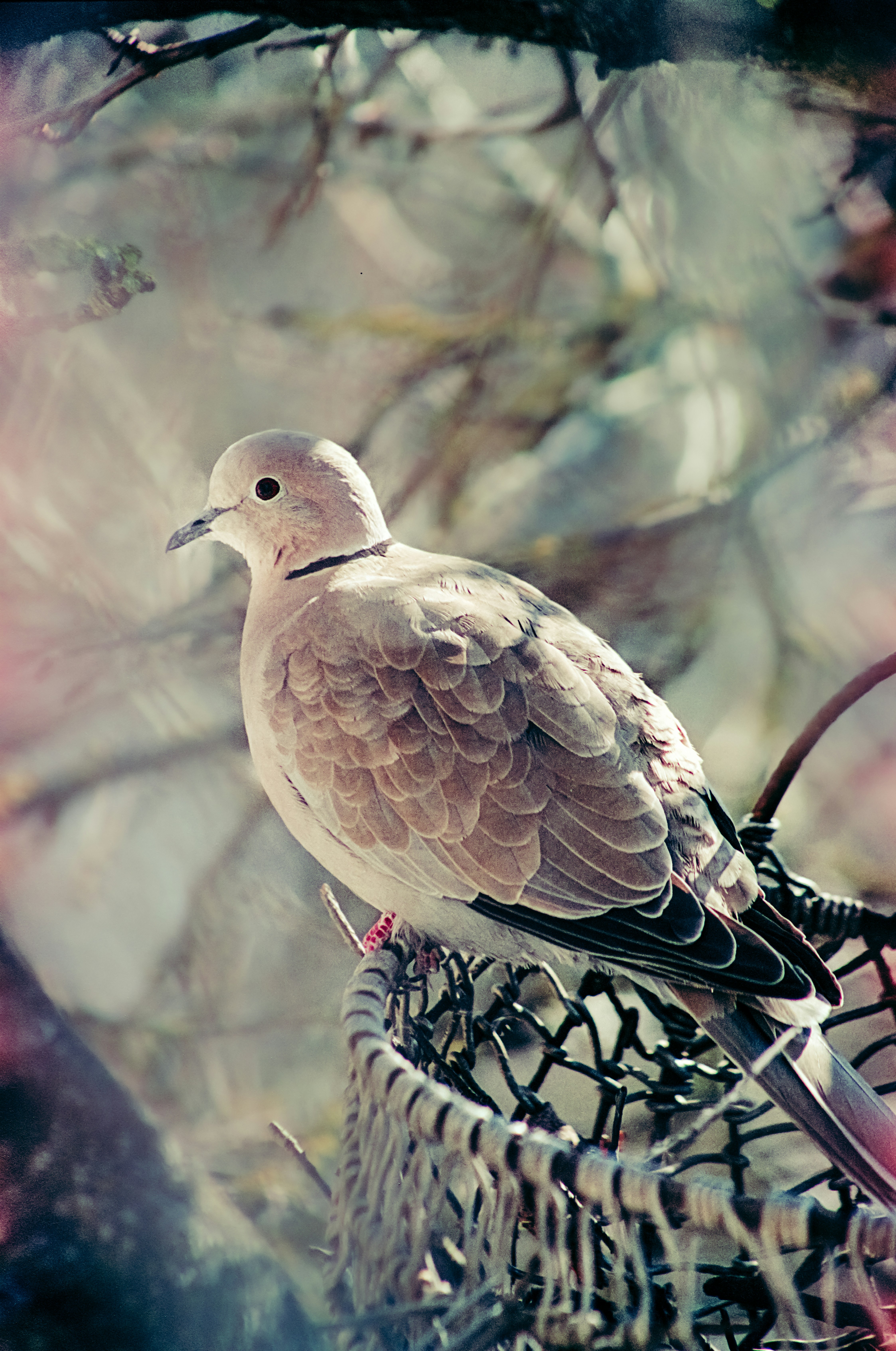 A dove perches on a woven nest in soft sunlight.