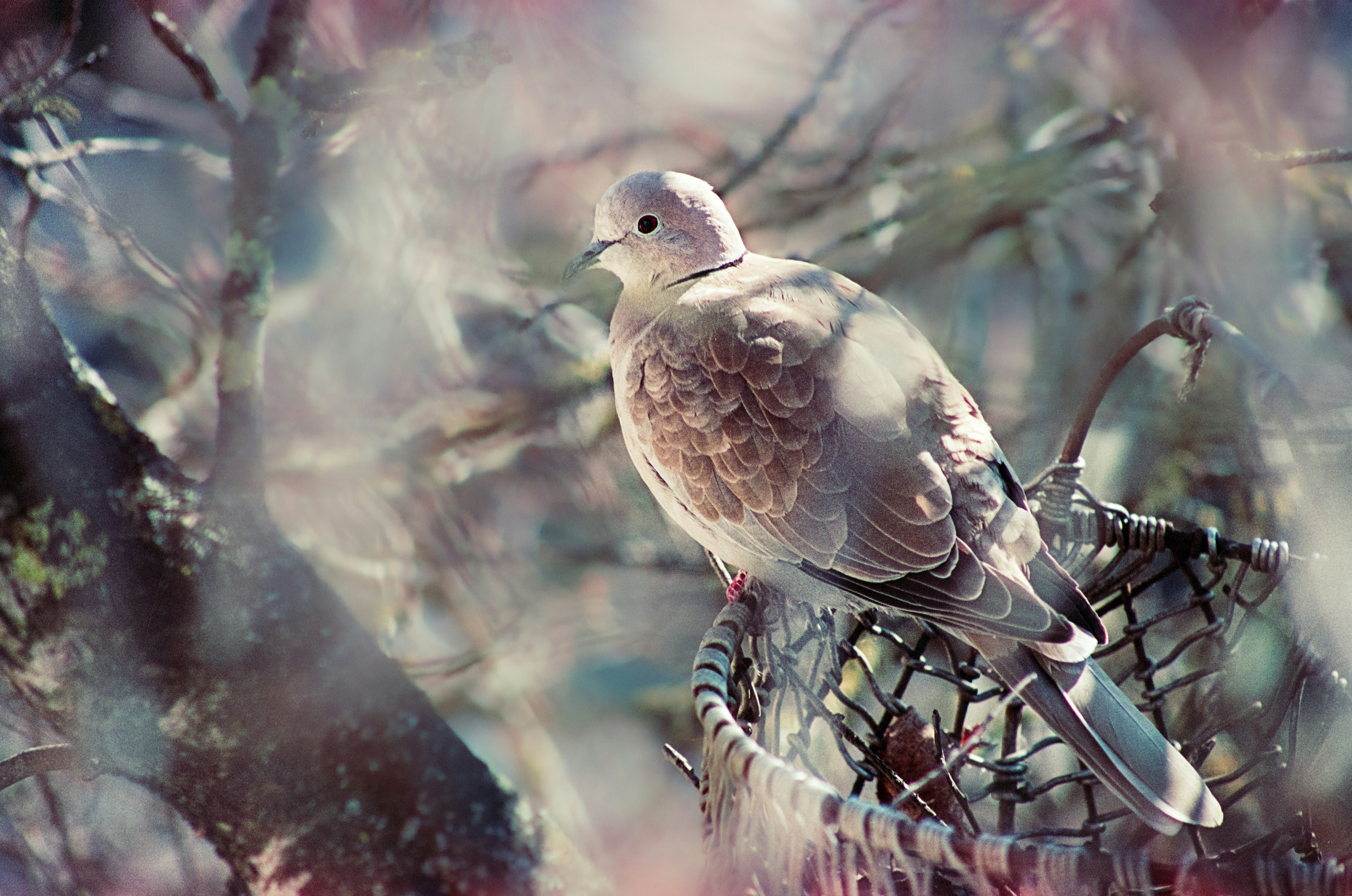 A dove perches on a dreamcatcher amidst blurred branches.
