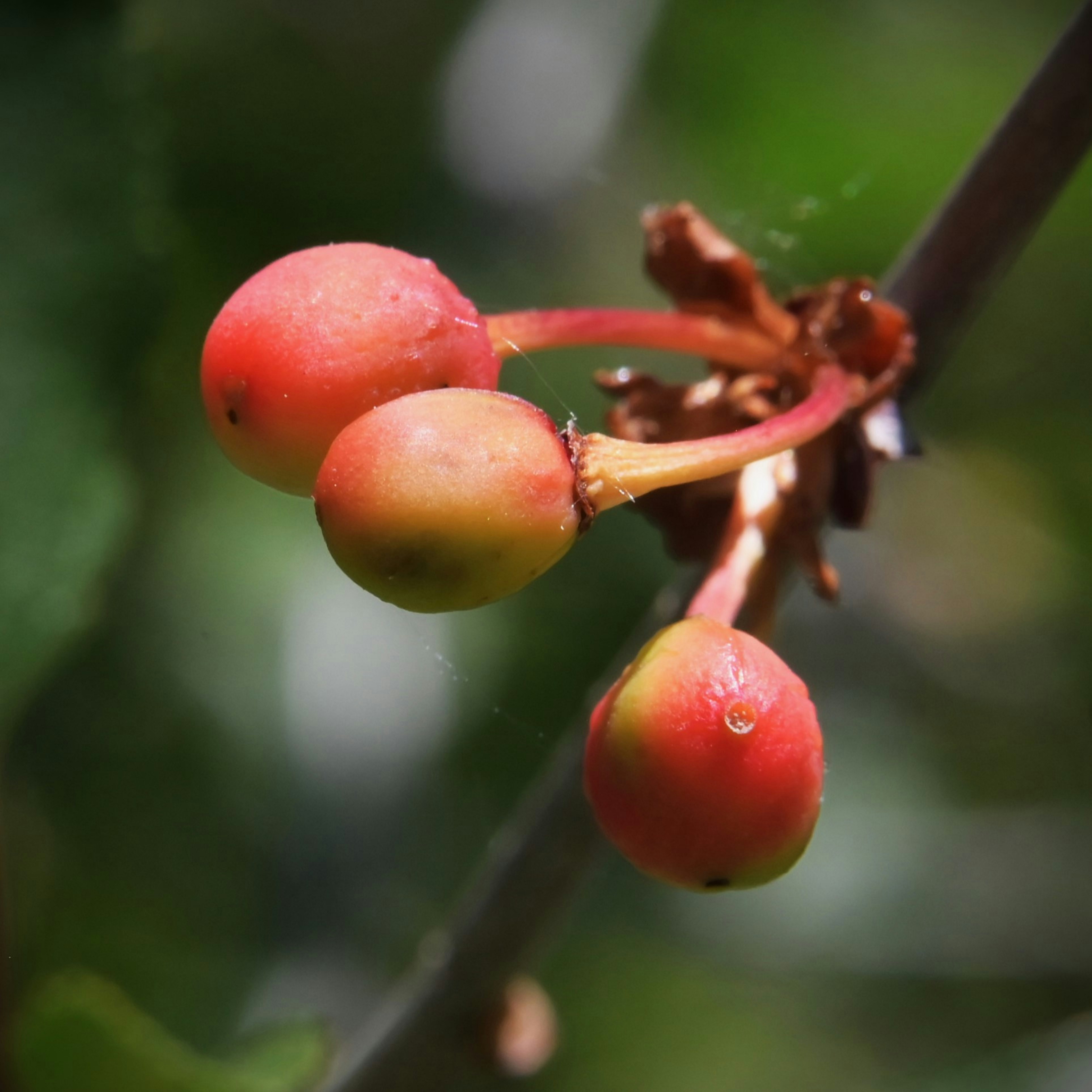 pedicle: Red-green berries with water droplets on a tree branch