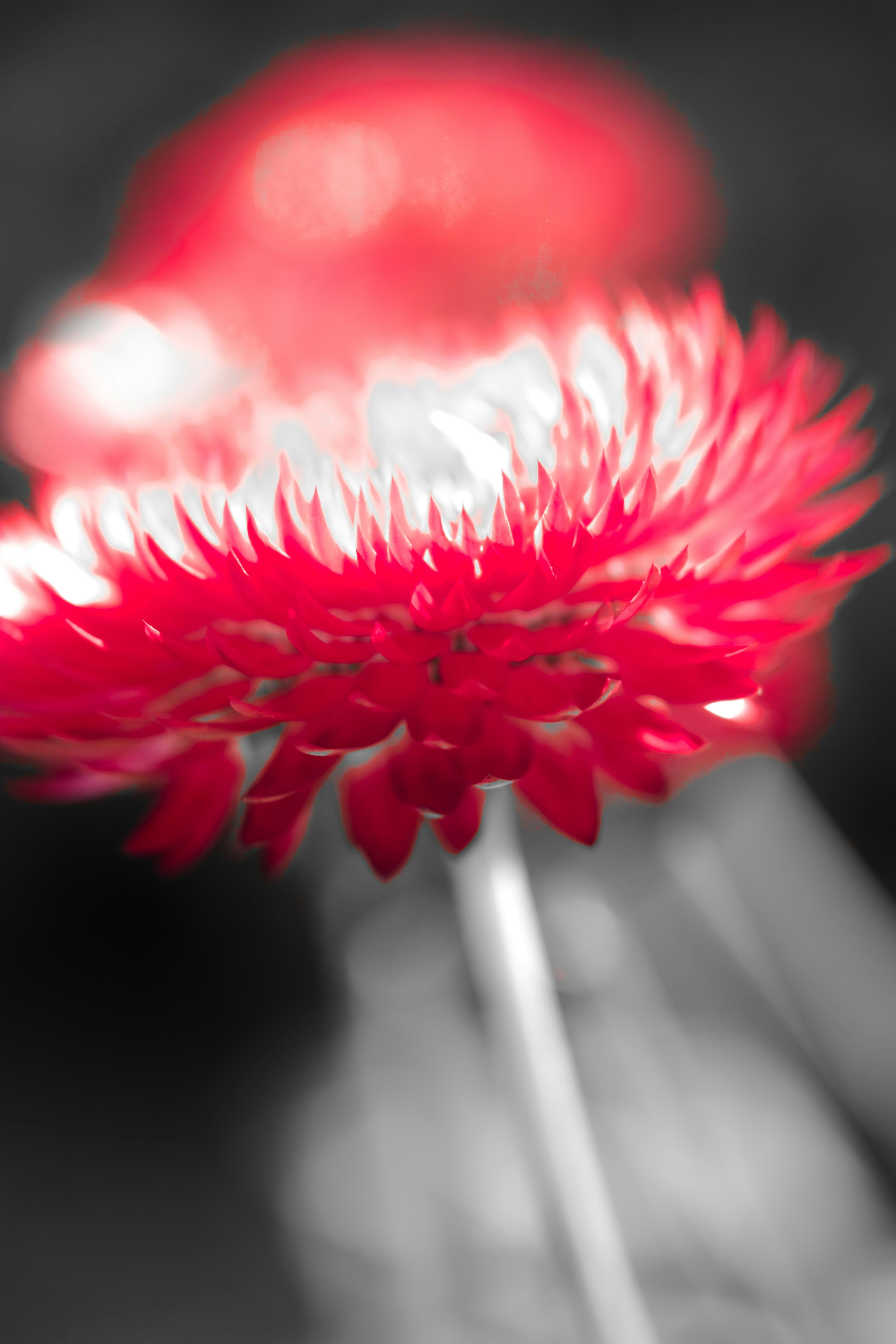 A vibrant red flower with a dark, blurred background.