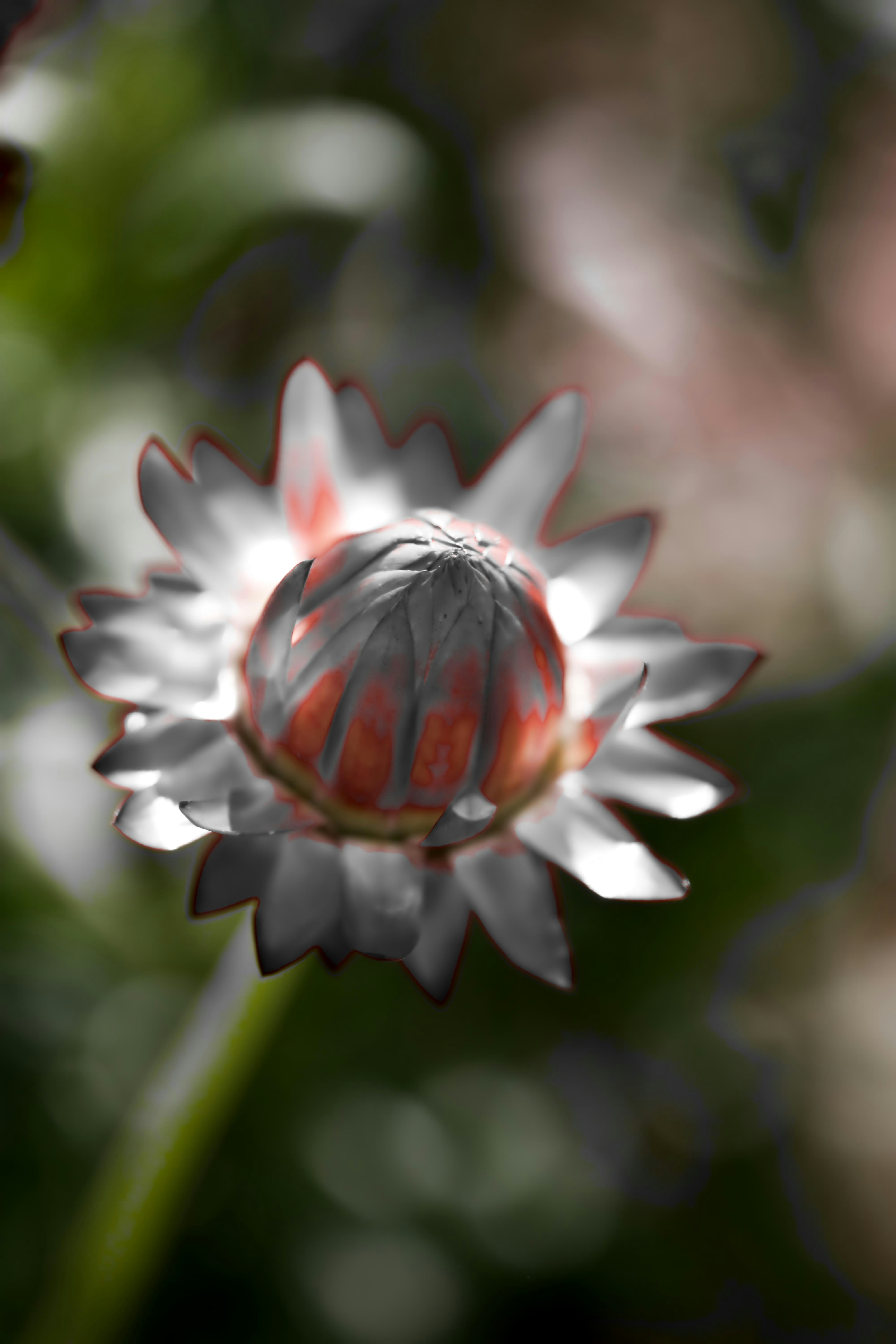 A white and red flower bud with blurred background.