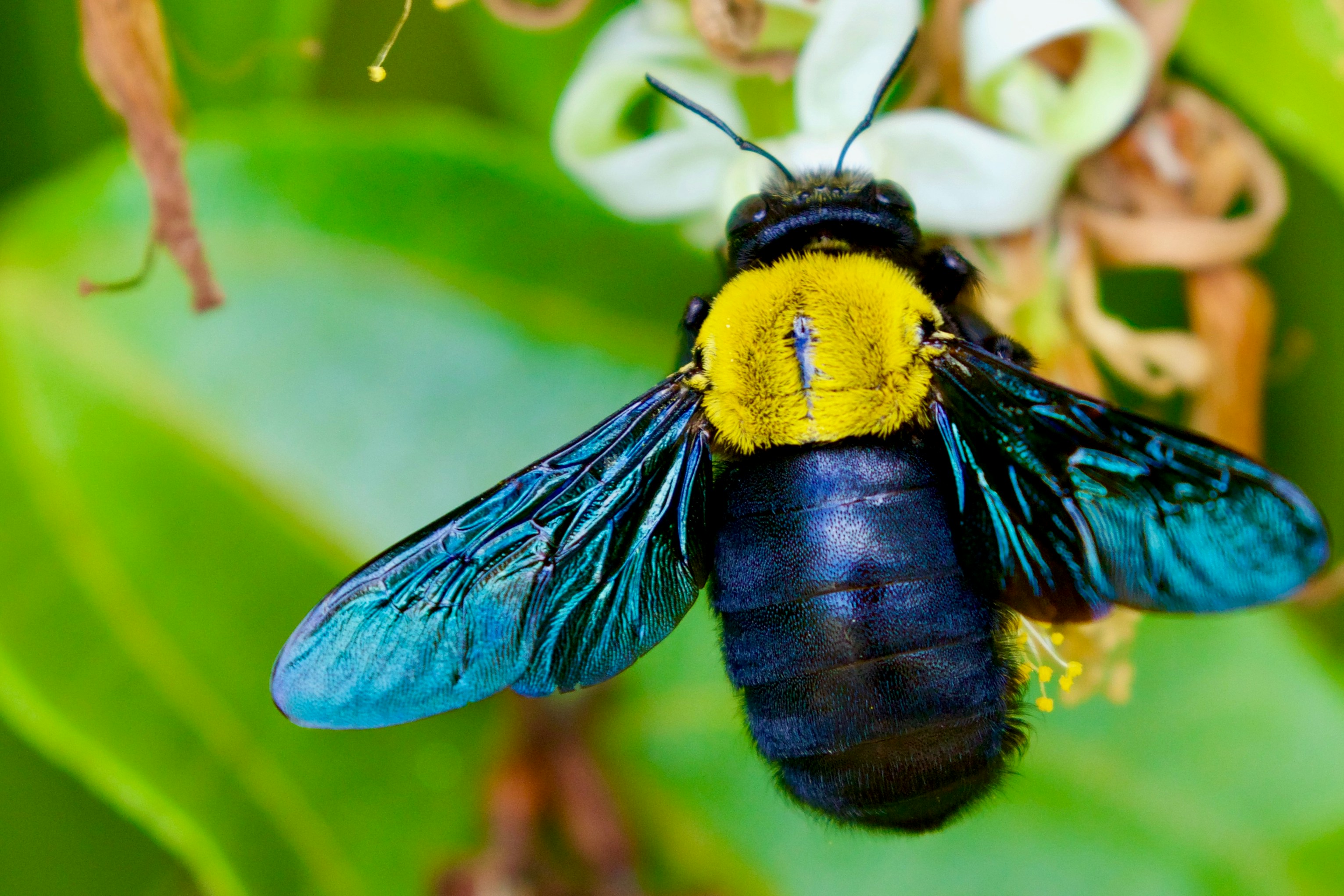 Large carpenter bee with yellow thorax and blue wings.