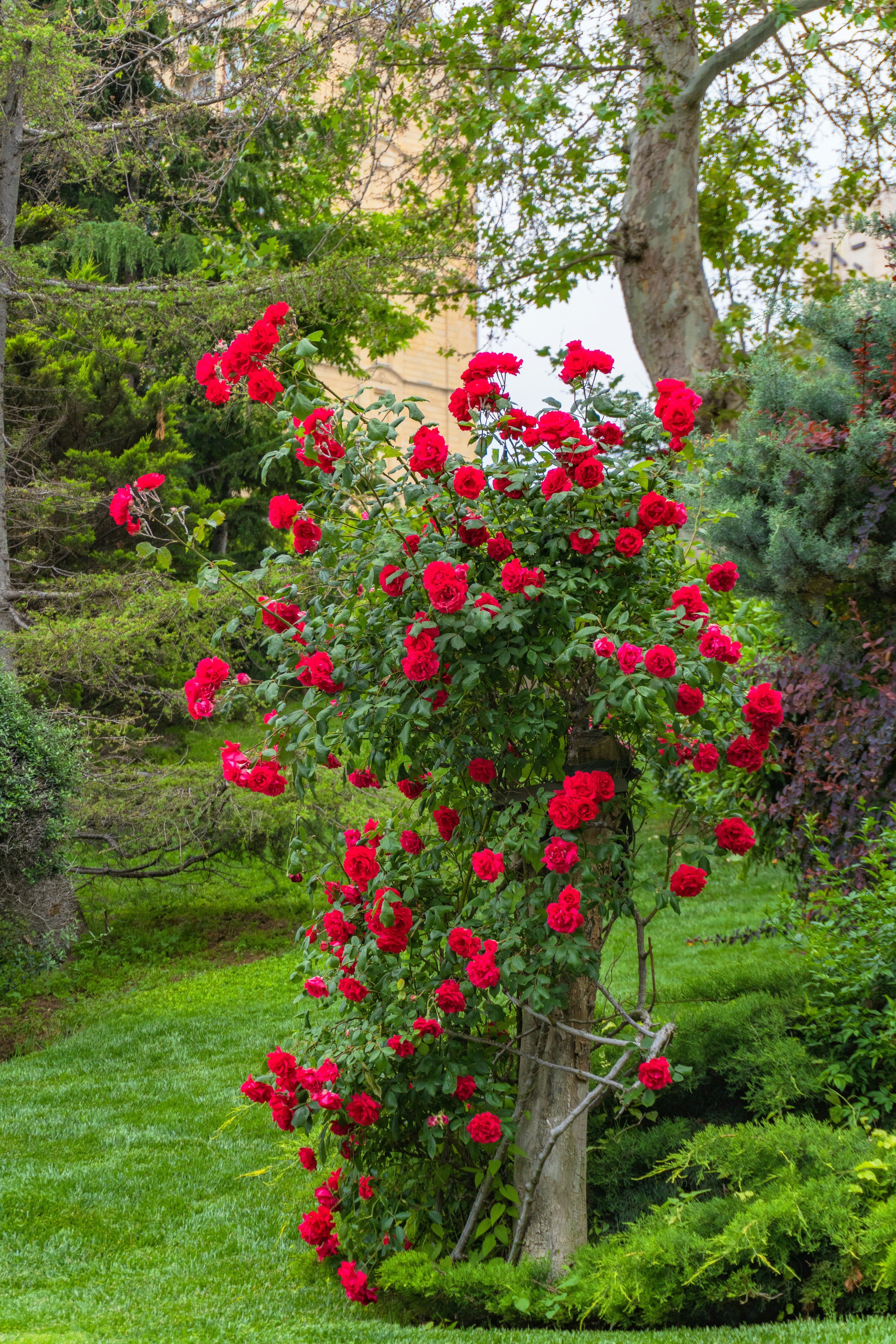 A vibrant red rose bush in a lush green garden.
