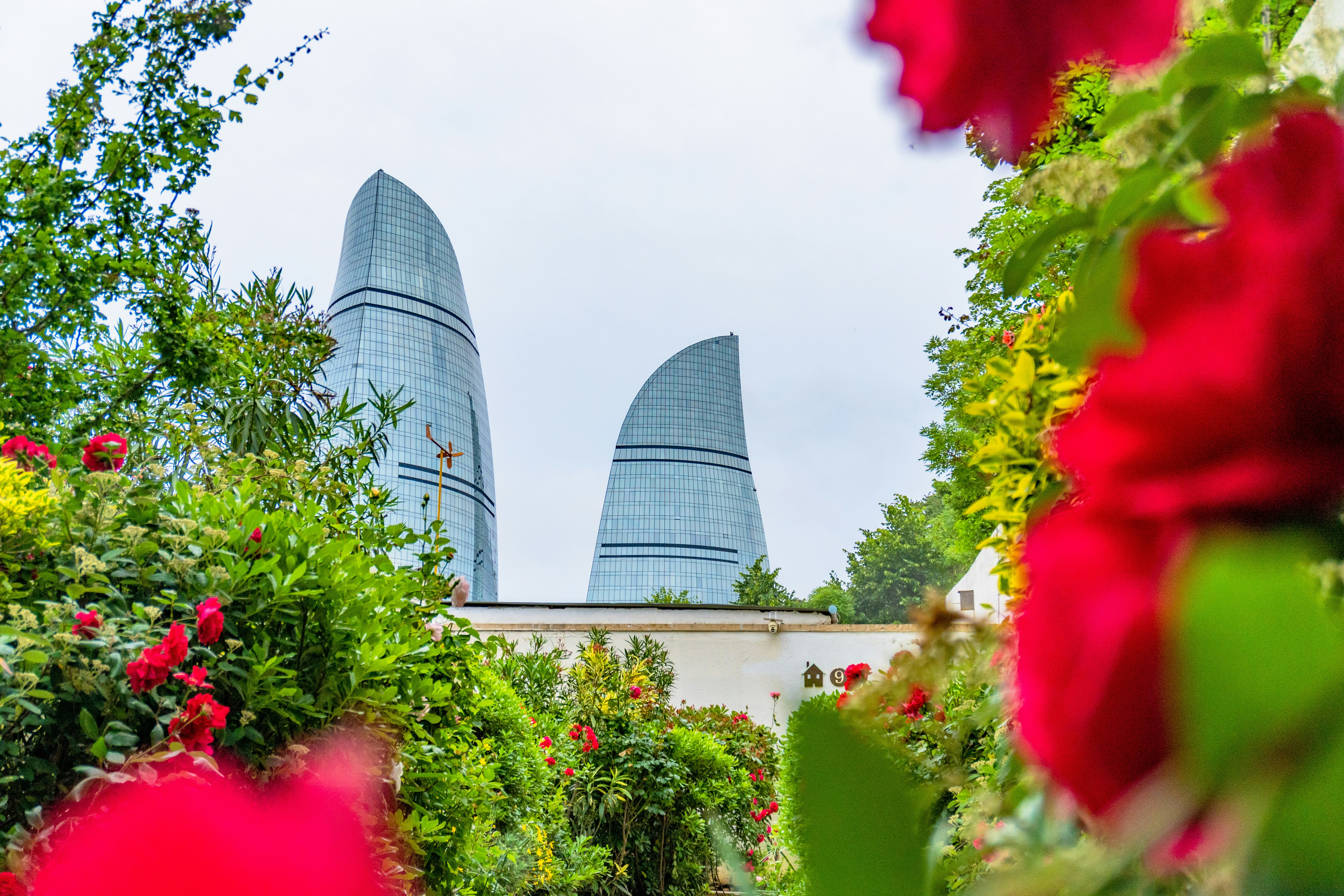 Flame towers framed by vibrant red roses and green foliage.