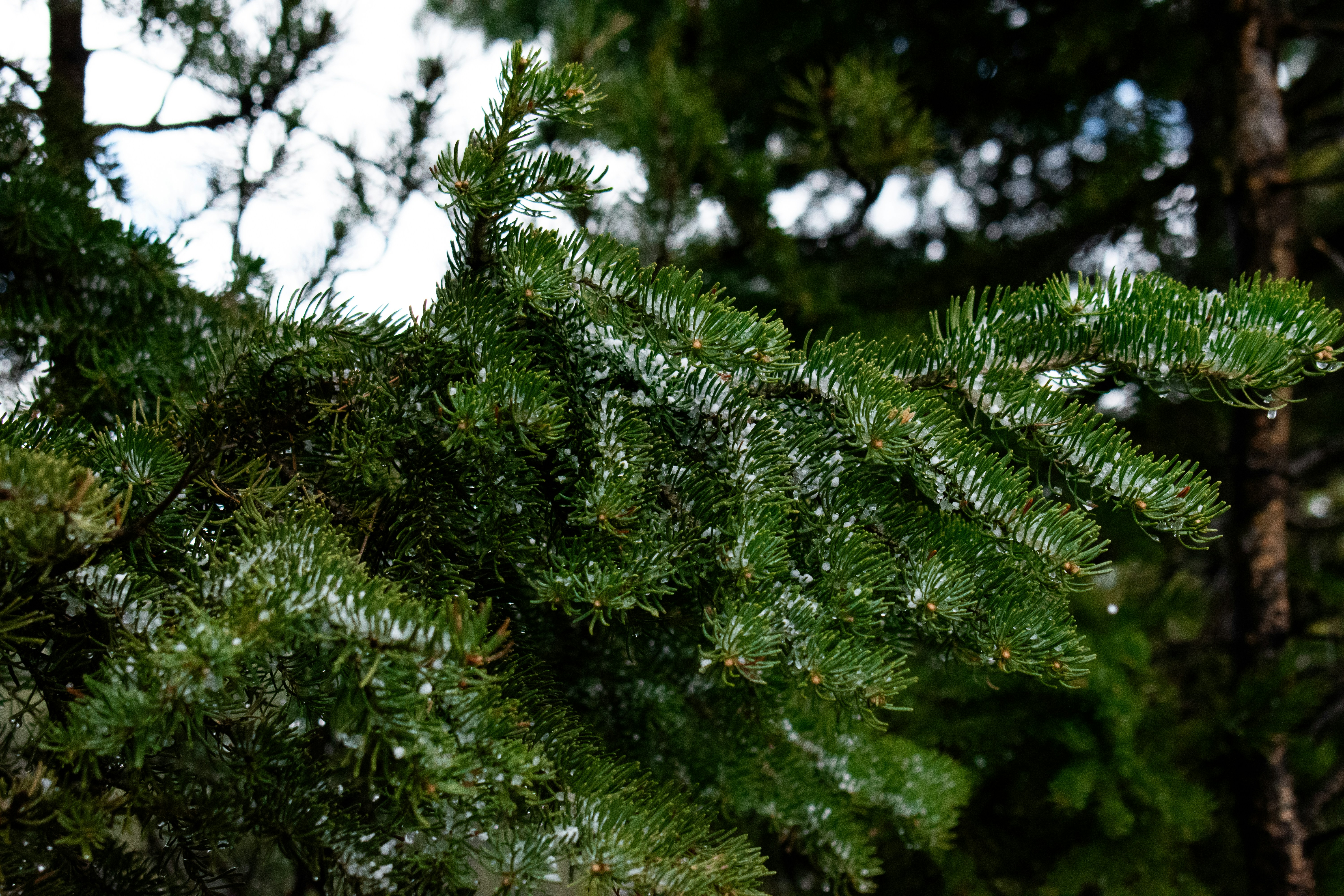 Evergreen tree branches covered in light snow.