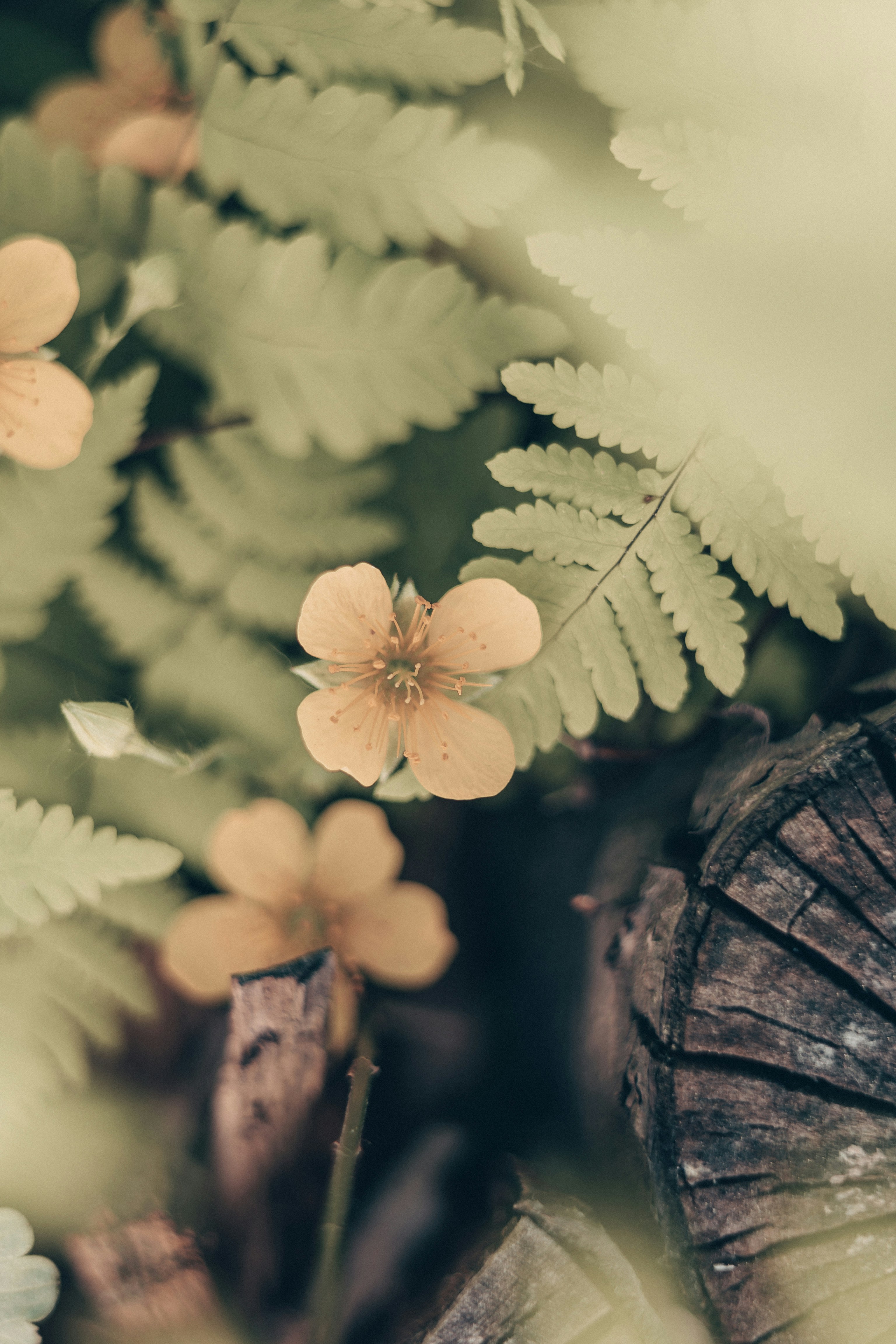 Flores silvestres amarelas e samambaias verdes com um toco rústico de madeira.
