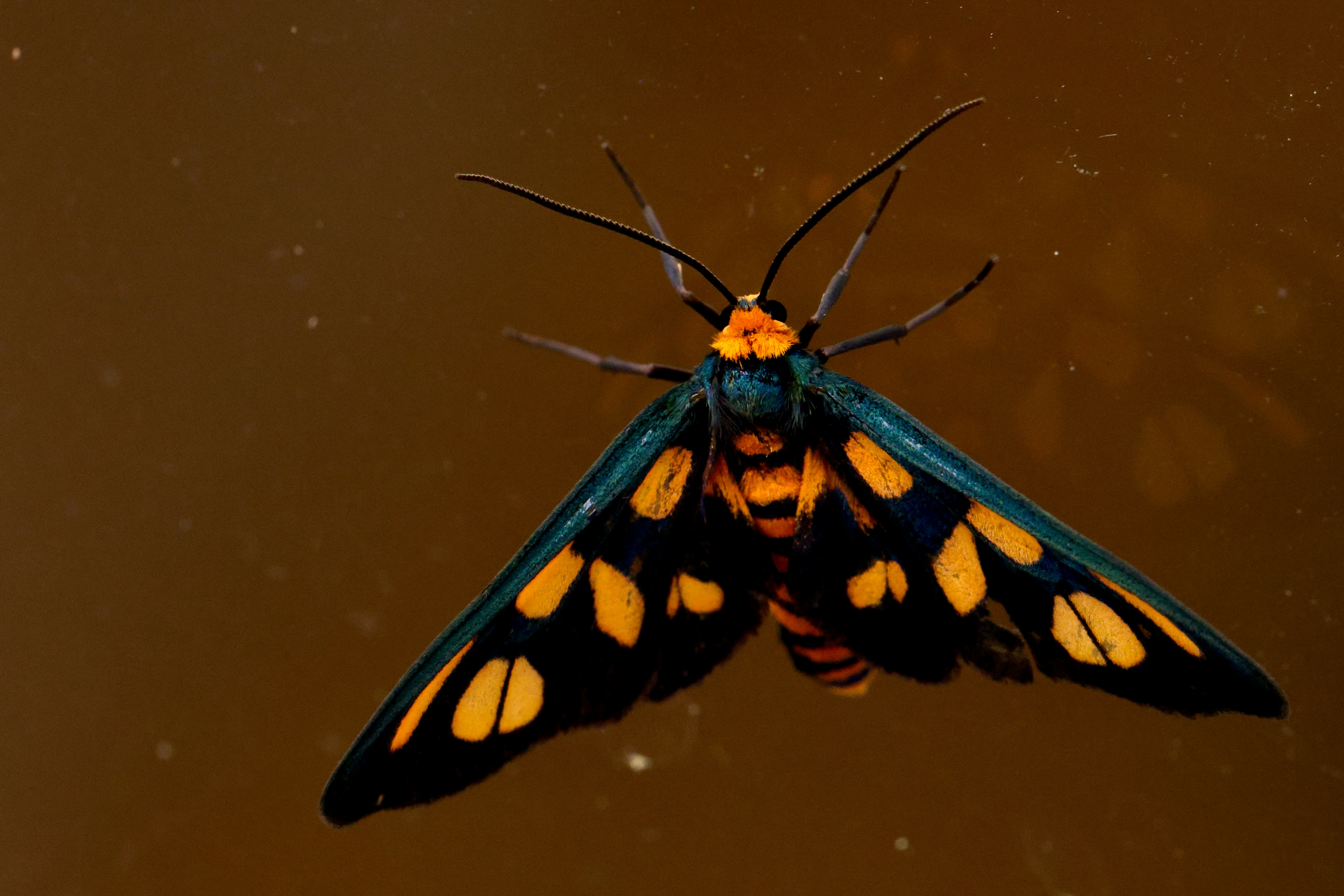 Uma mariposa preta e amarela repousa sobre um fundo marrom.