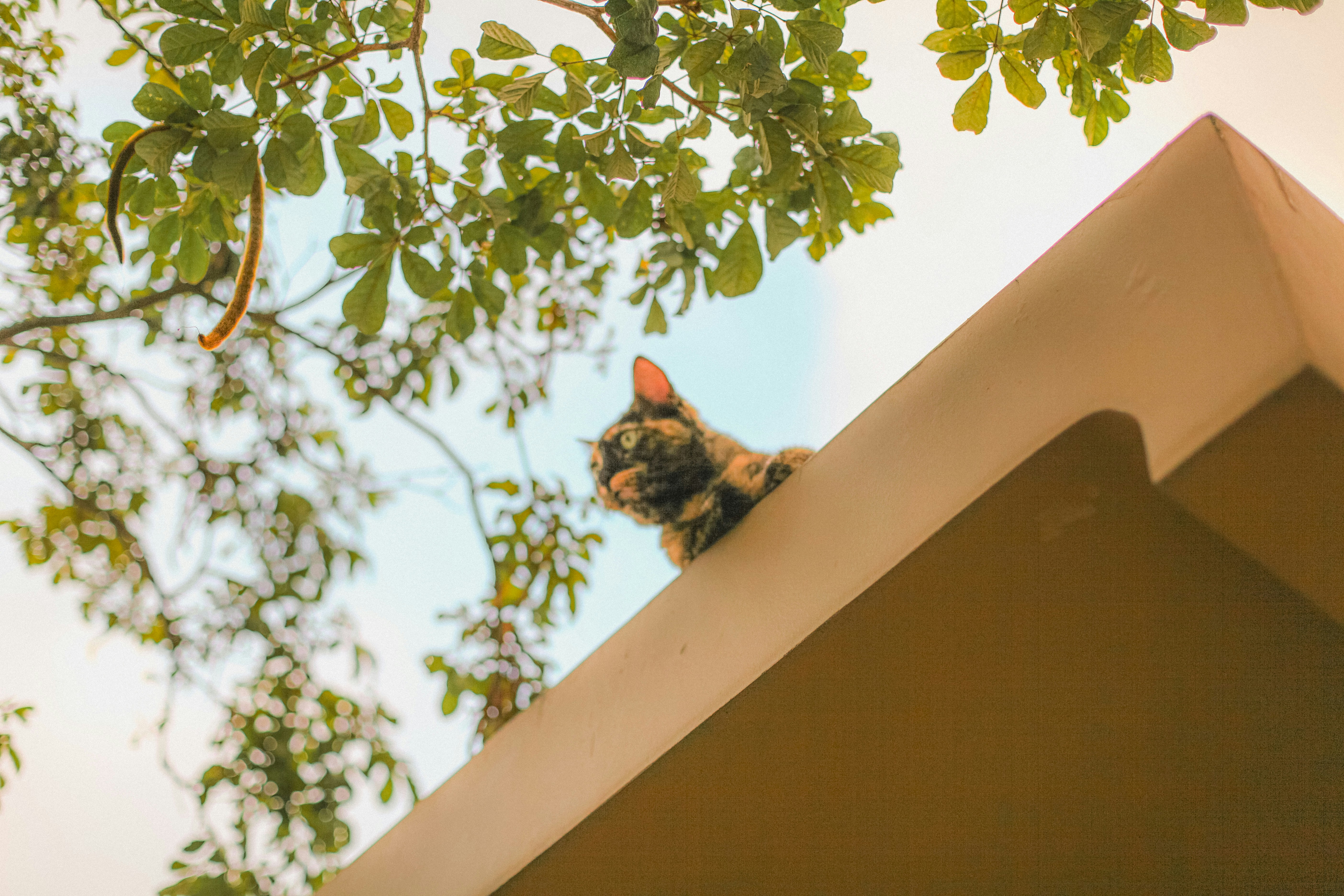 Un gato asomándose por el borde de un edificio con árboles verdes.