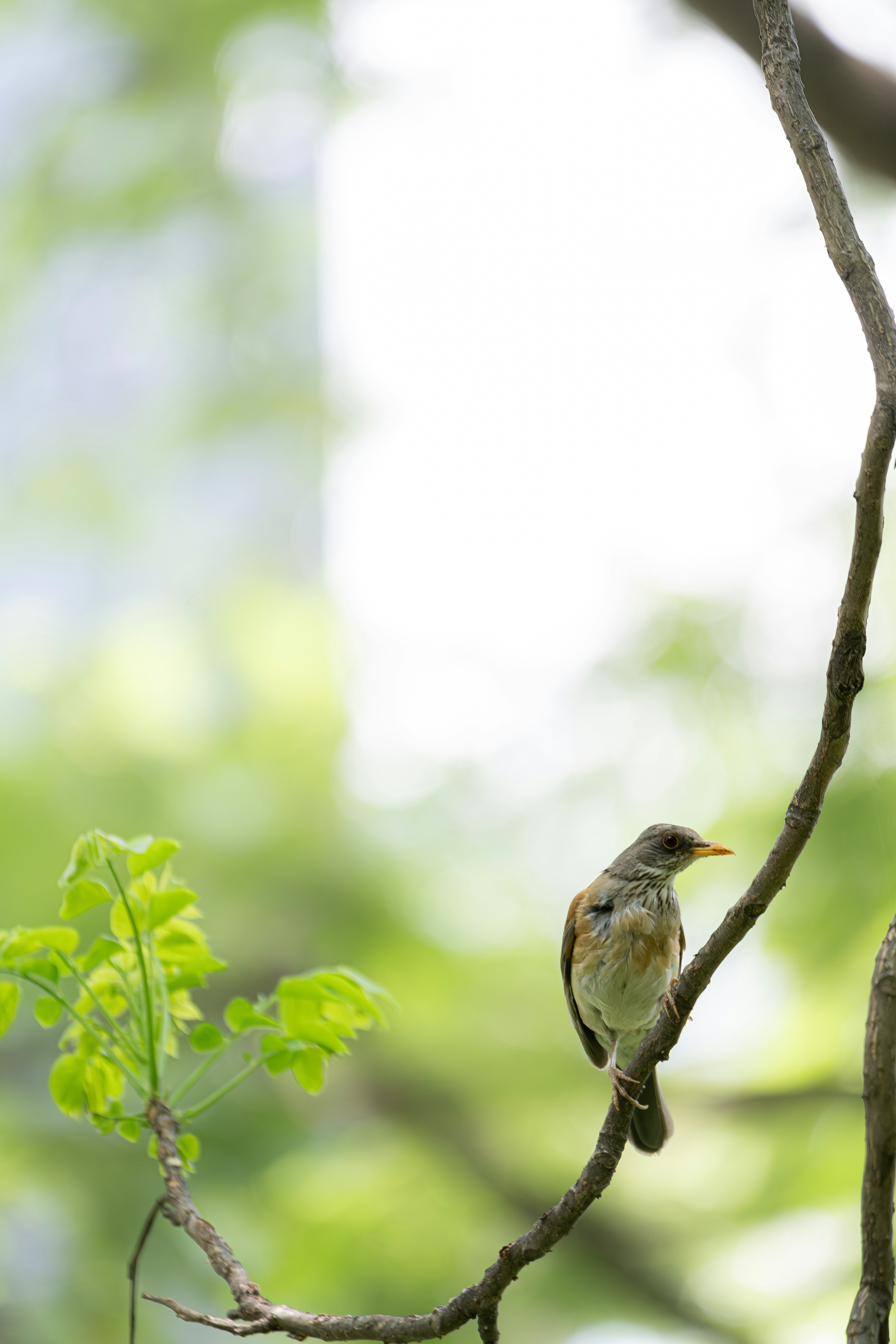 Photo by mayulec