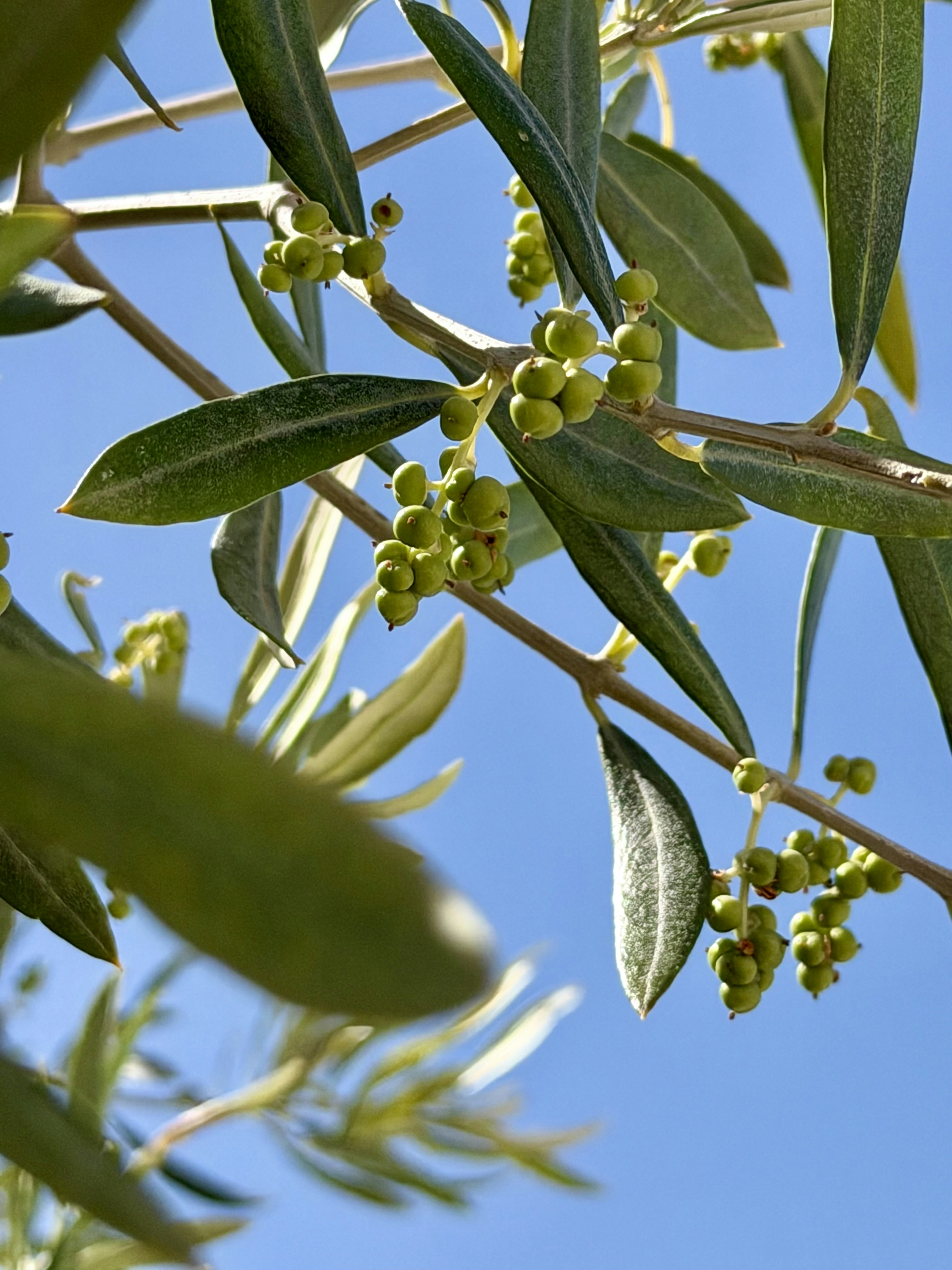 Olive branches with green olives against a clear blue sky.