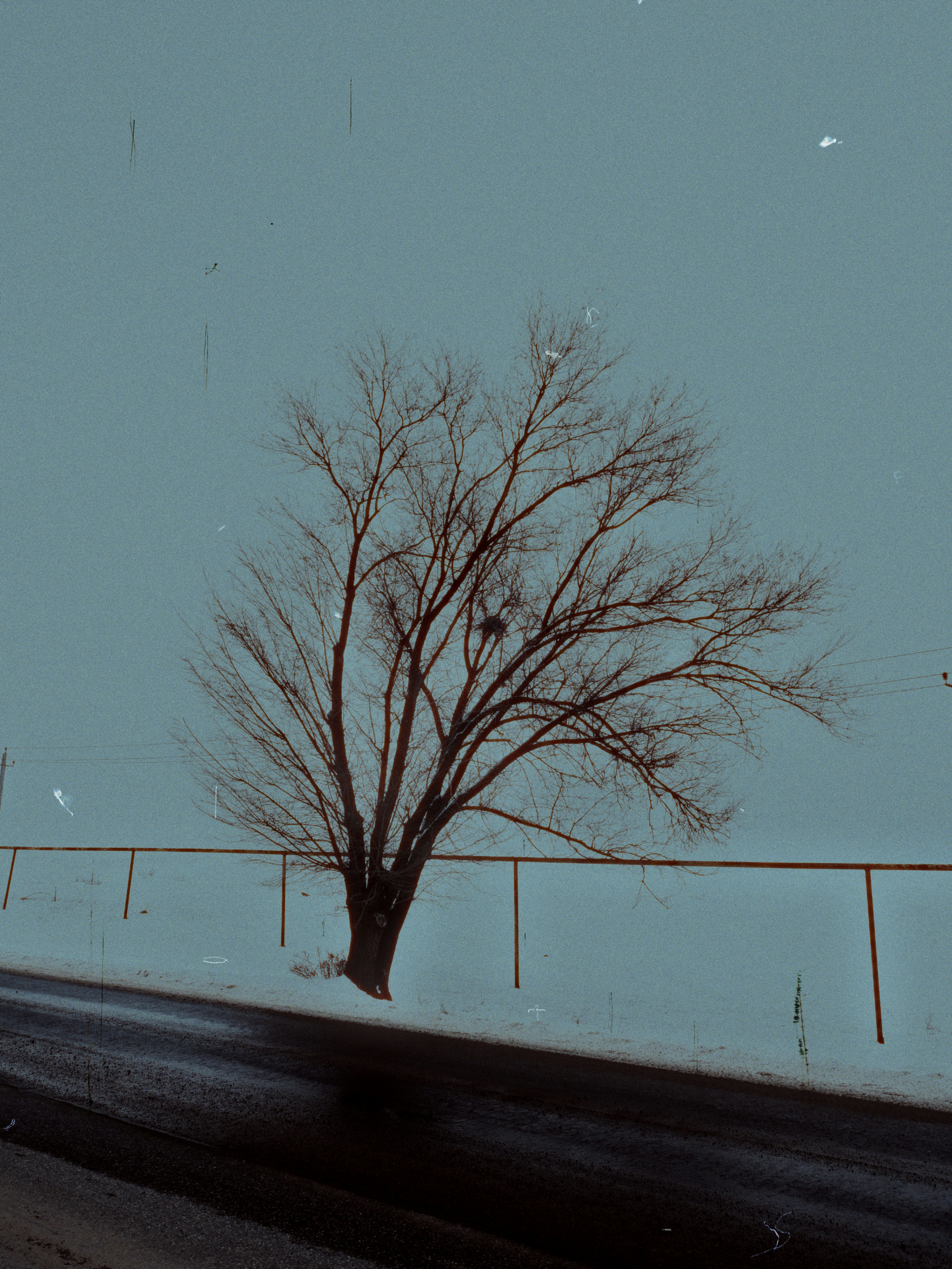 A bare tree stands beside a snowy road and fence.