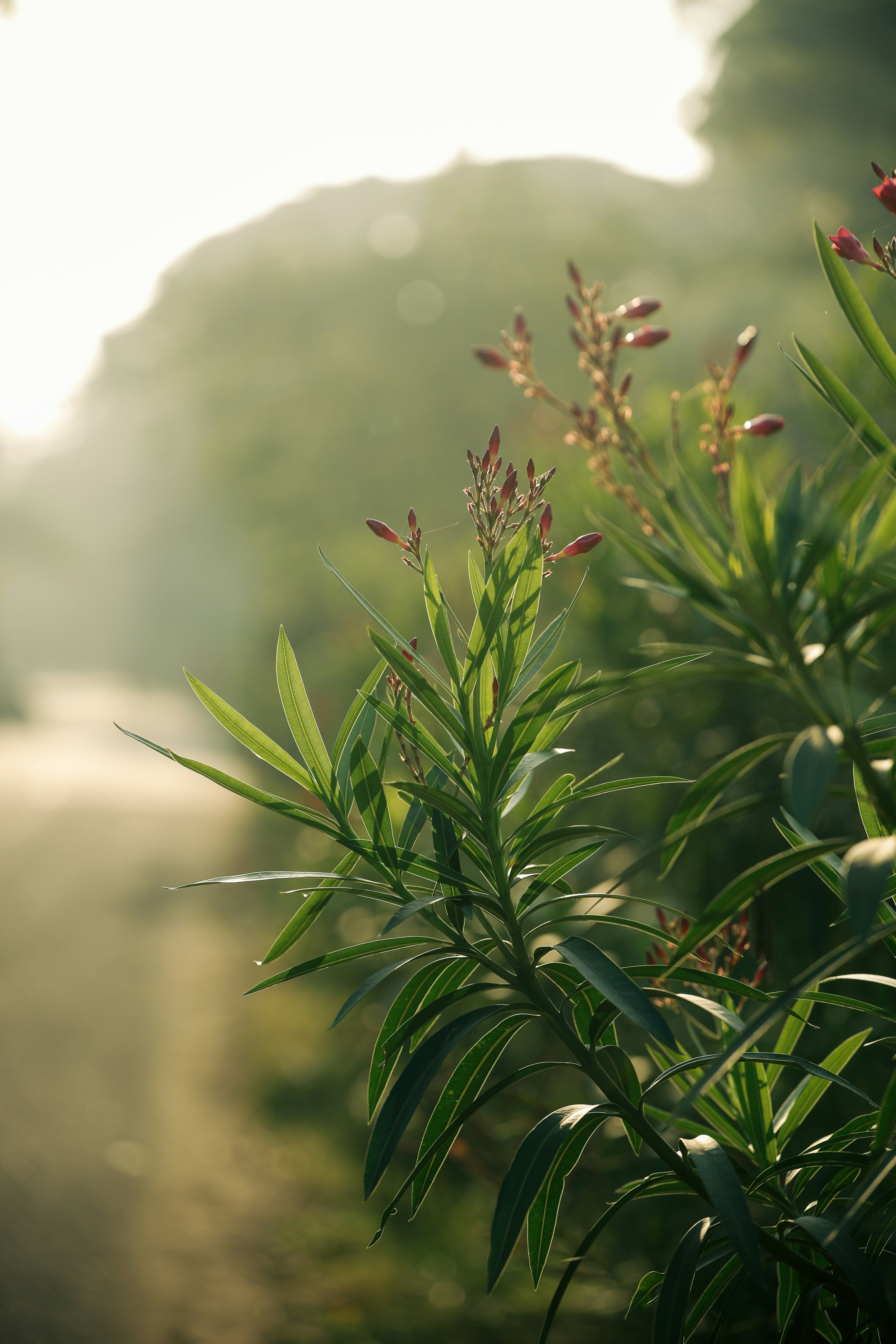 柔らかく霞んだ日差しの中で芽が出る緑の植物。