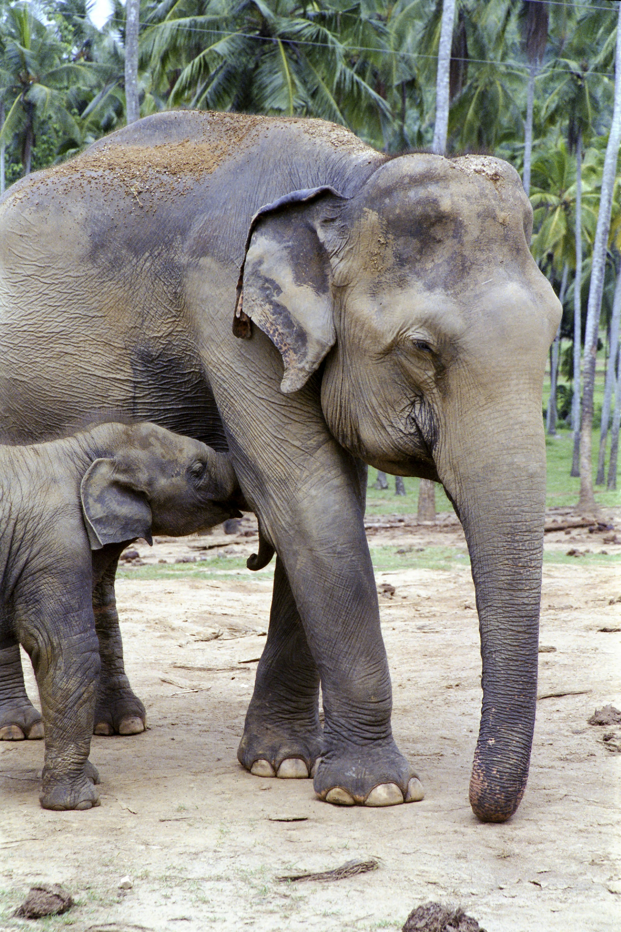 Bayi gajah menyusu dari gajah dewasa di dekat pohon palem.