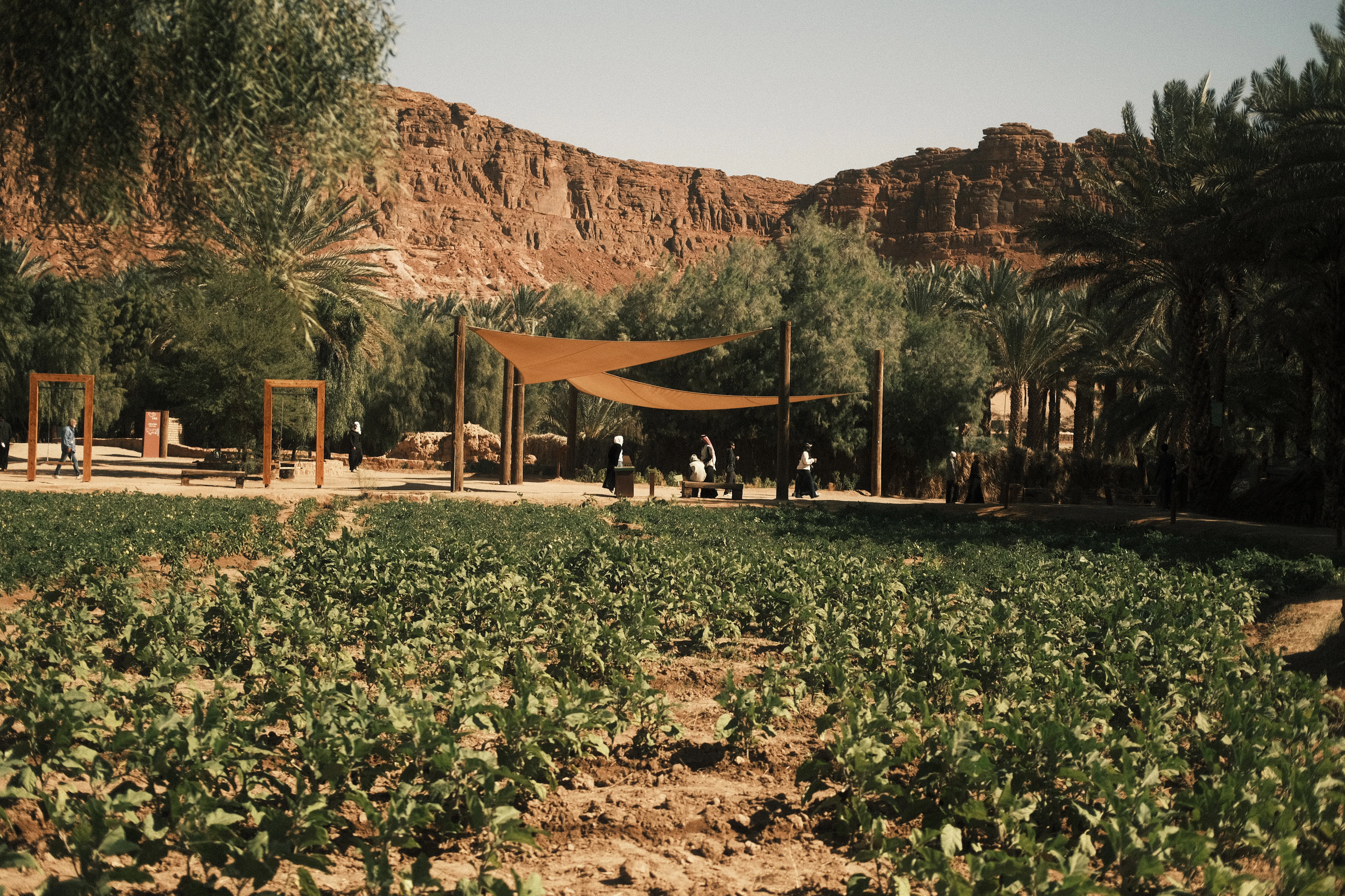 A green oasis farm plot shaded by canopy structures beneath red sandstone cliffs in AlUla.