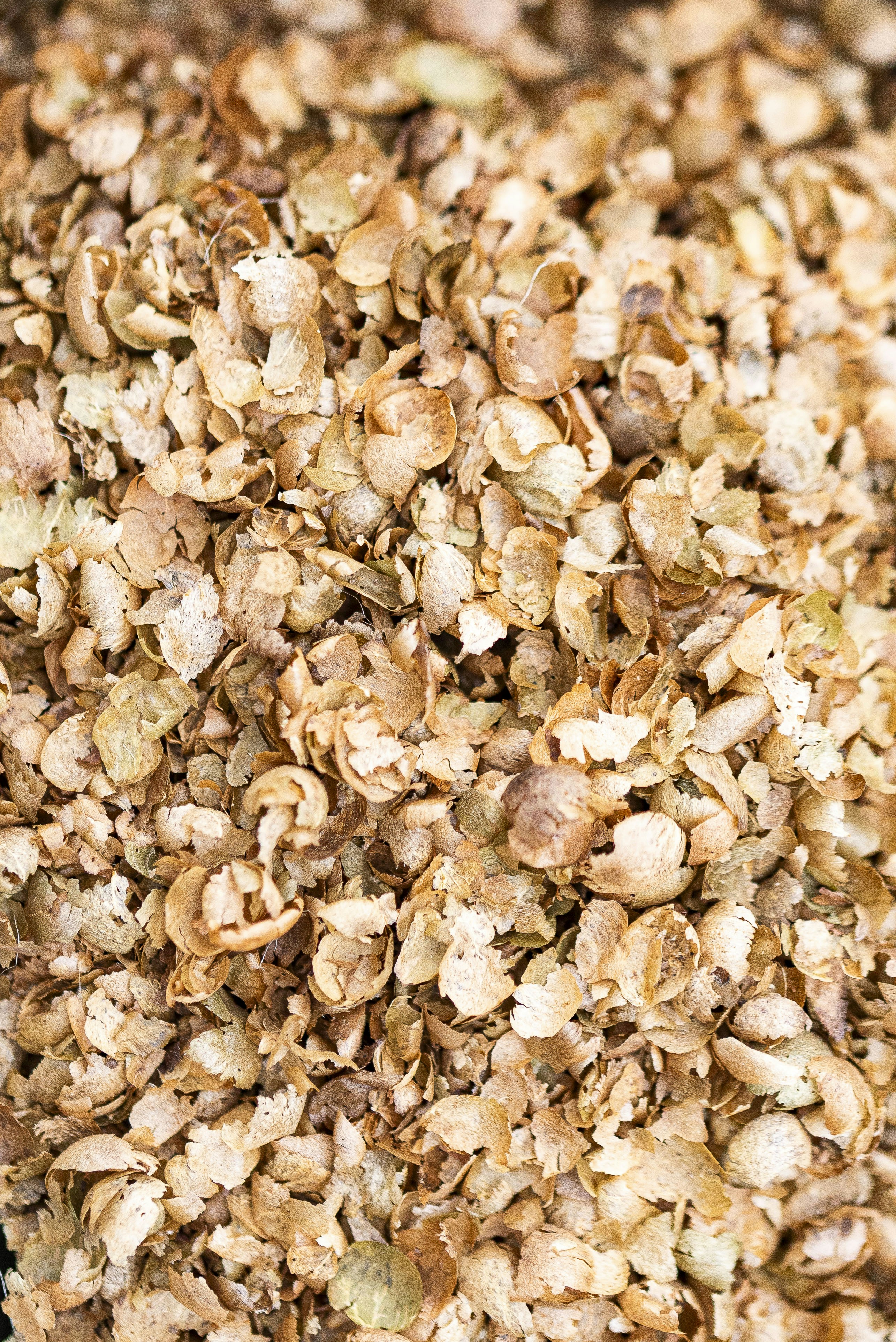 A large pile of dried, light brown hops.