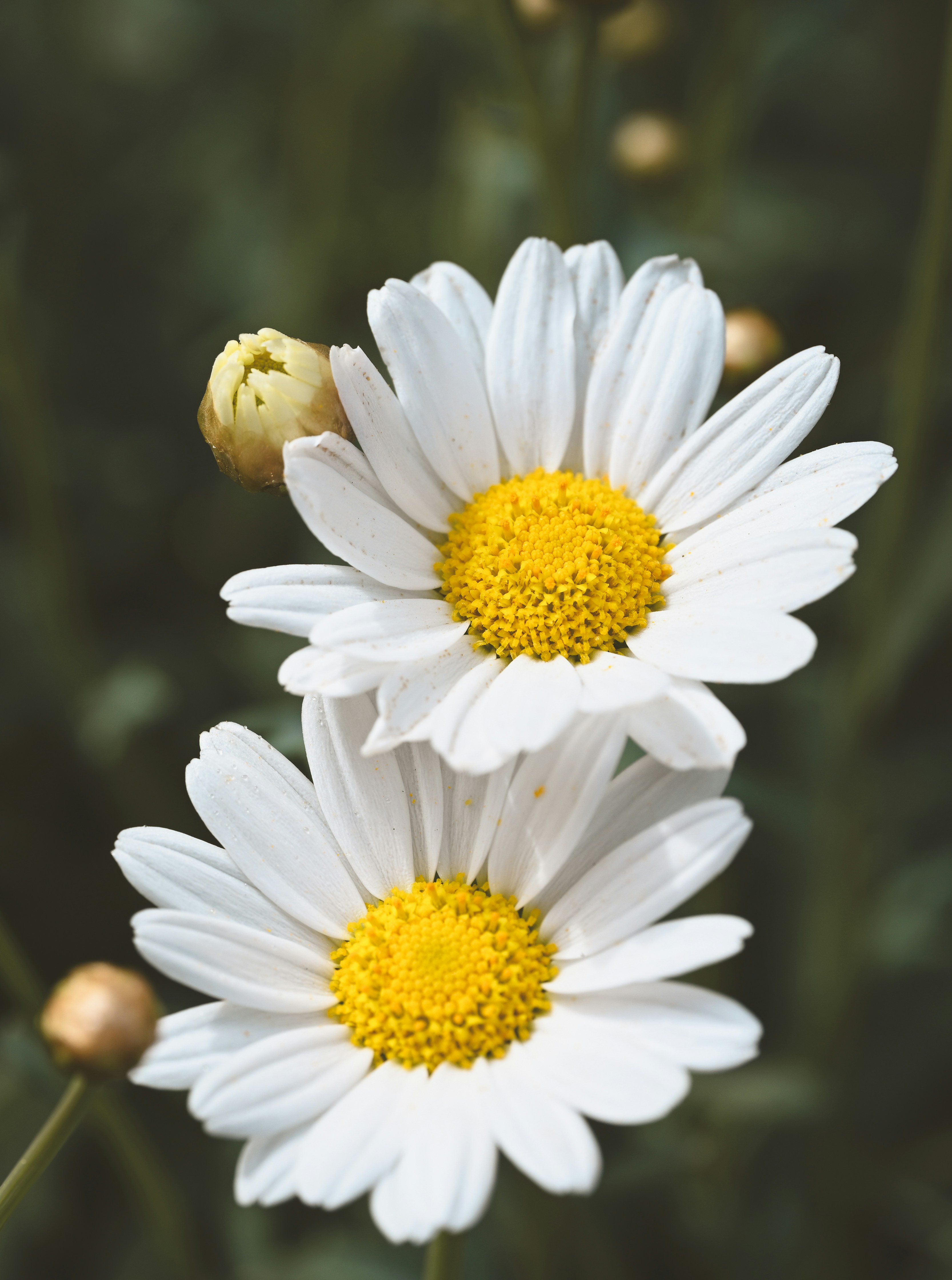 Two white daisies with yellow centers and a bud.