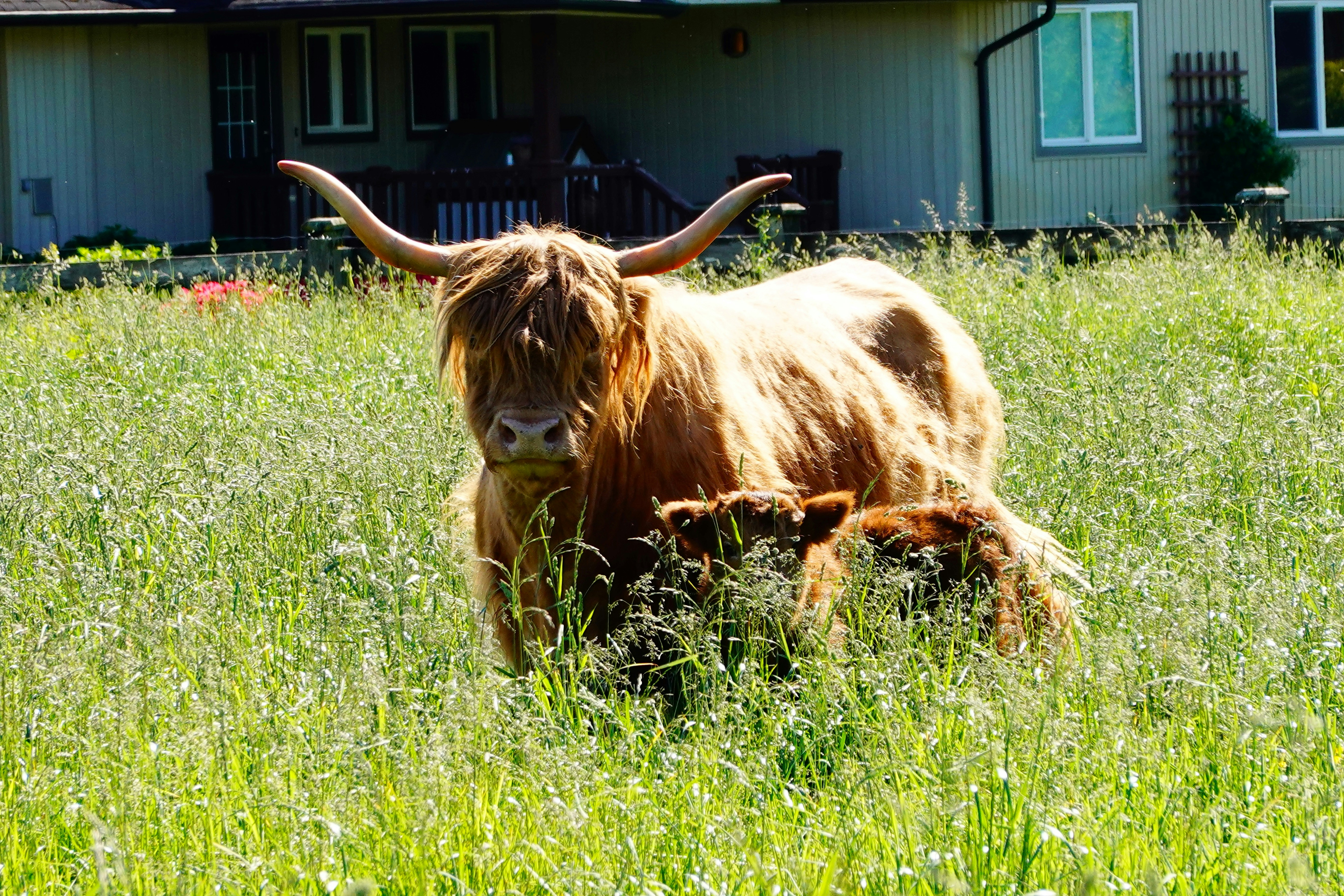 A highland cow and calf stand in a grassy field.