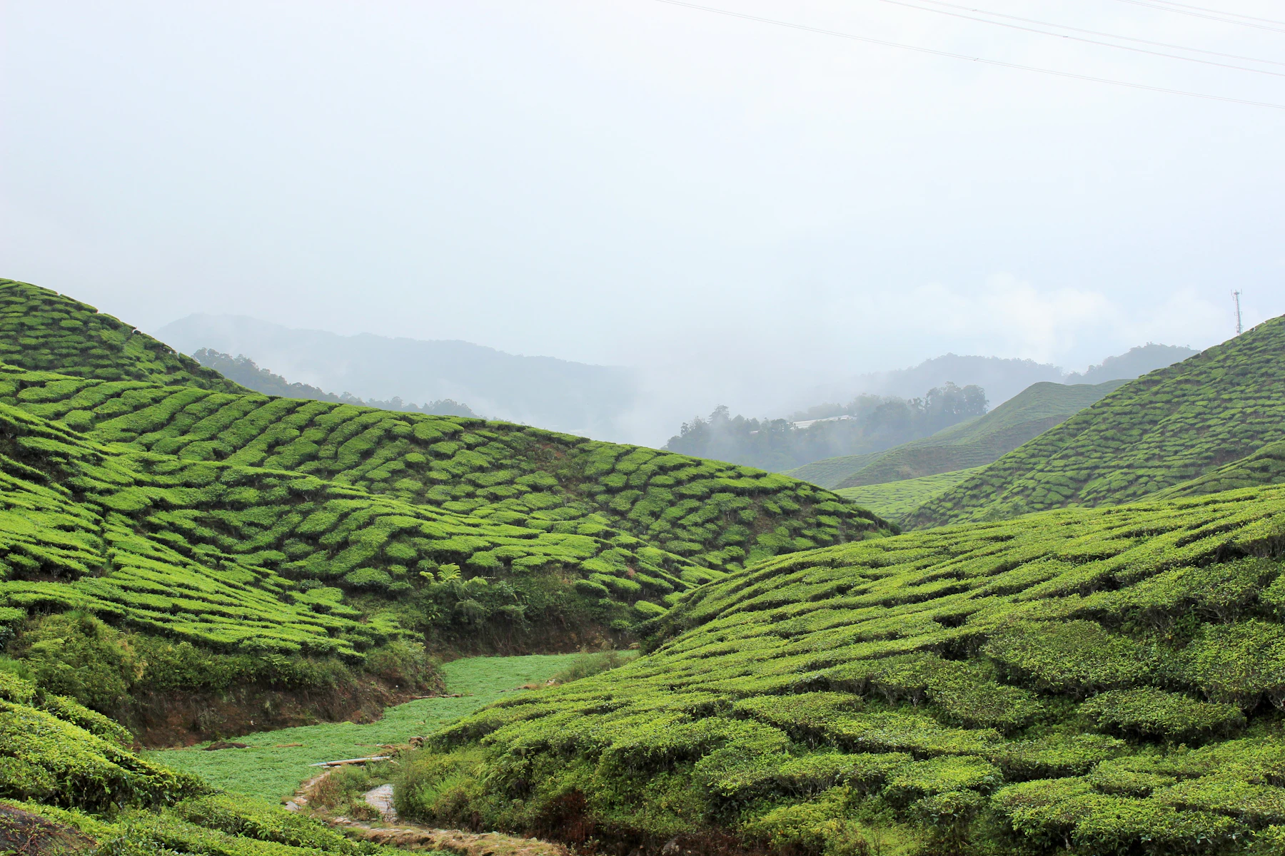 Terraced green hills under soft light