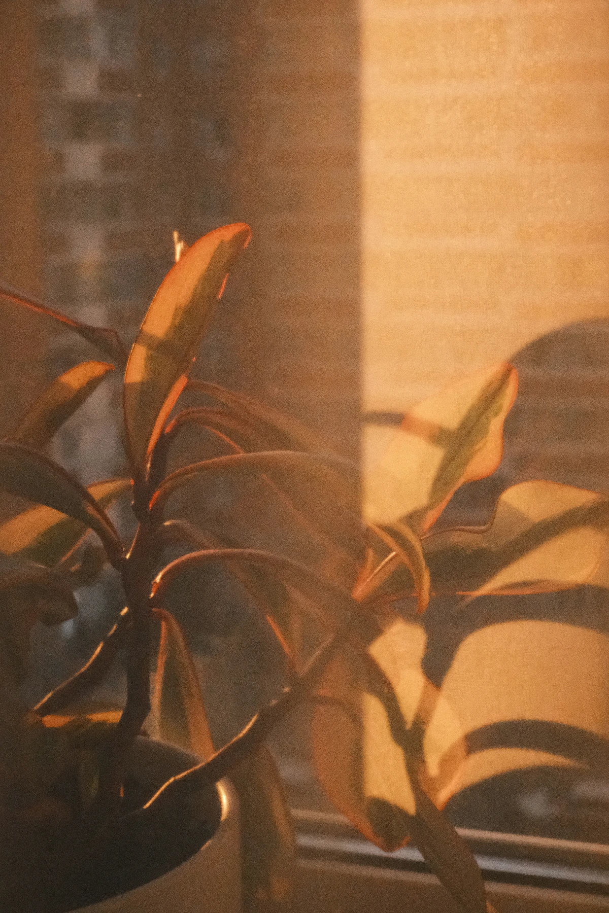 Houseplant leaves illuminated by warm window light
