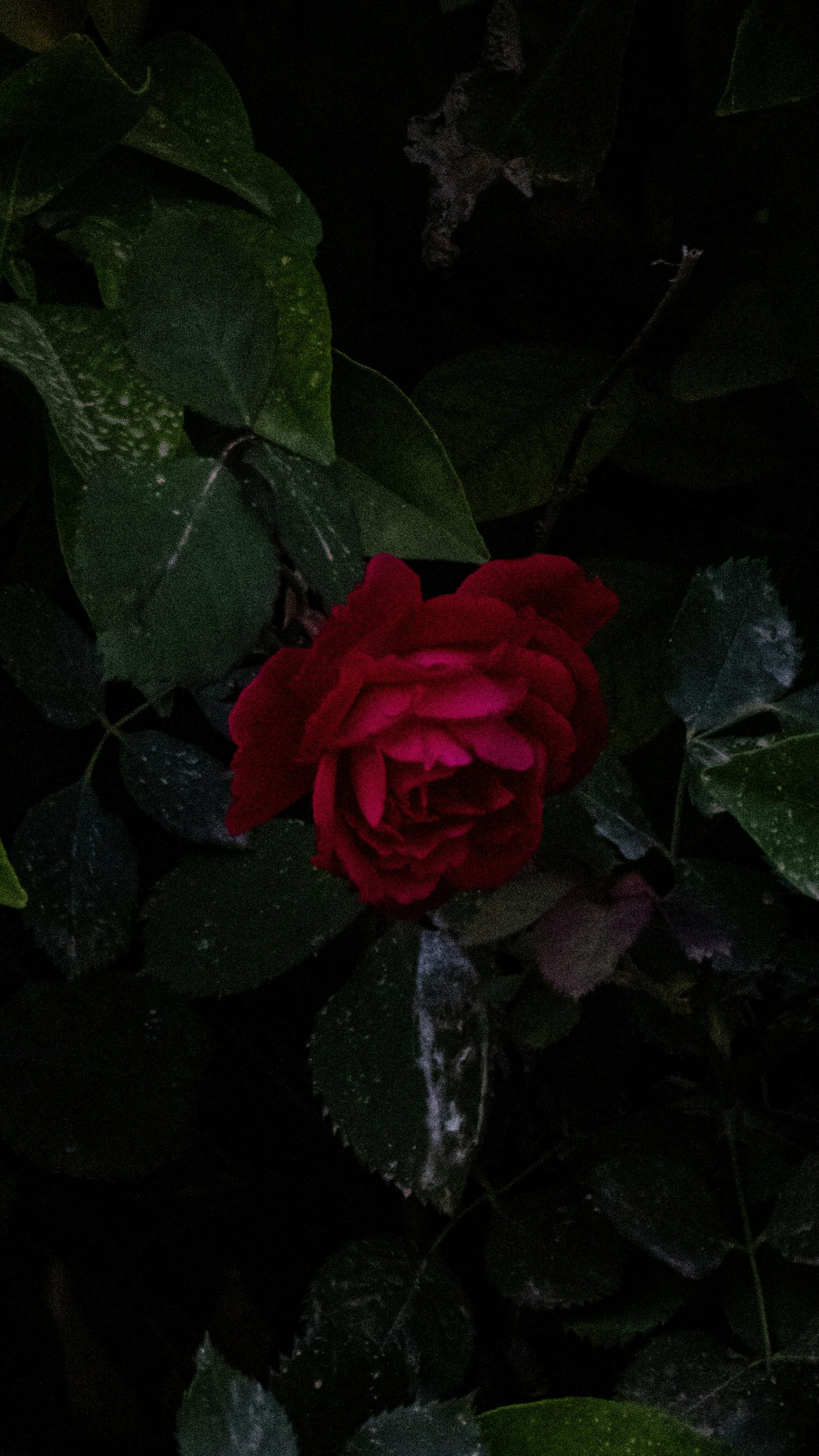 Photo by sinamoshtaghi