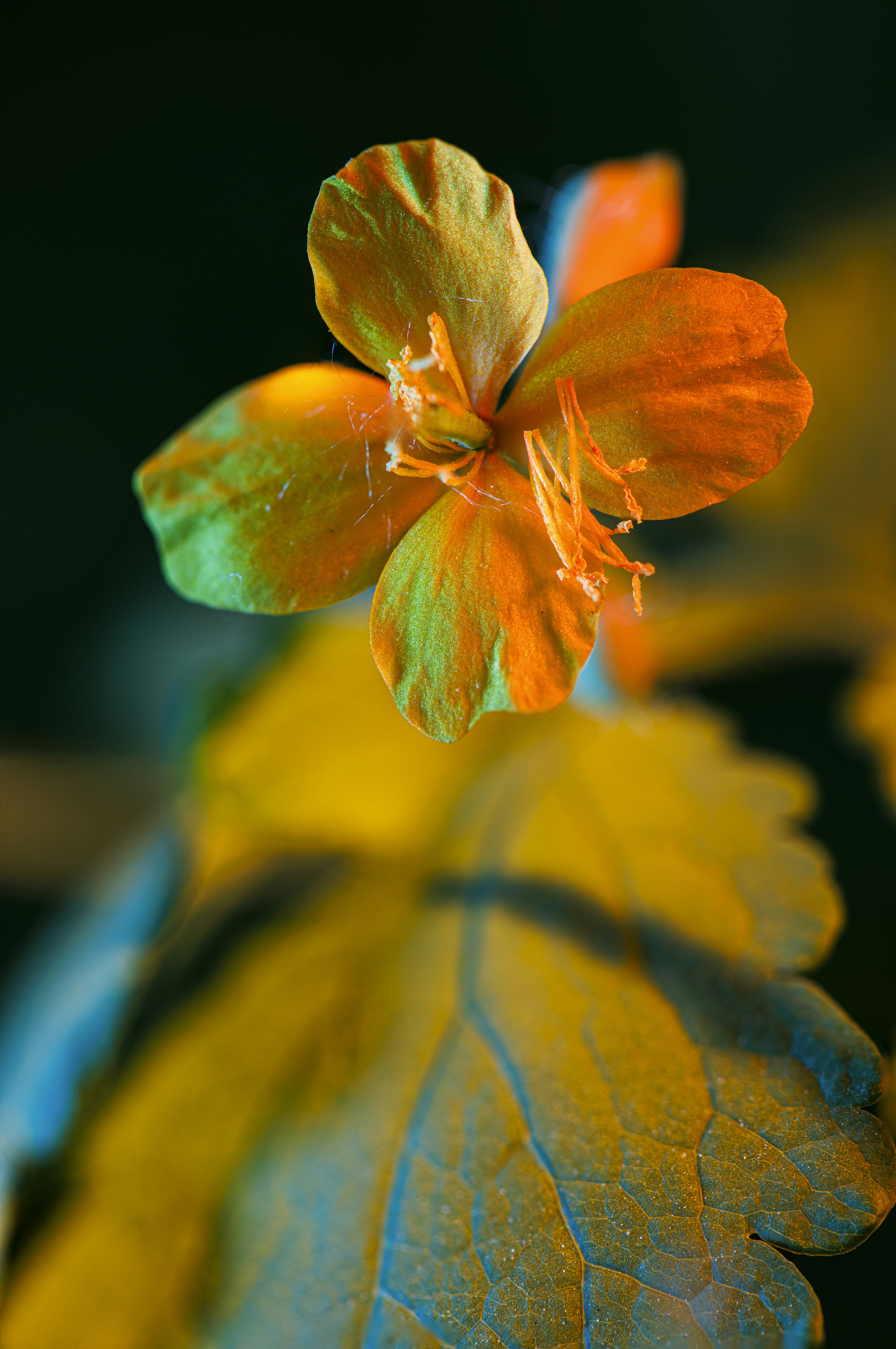 Flor vibrante de laranja e verde com folhas coloridas.