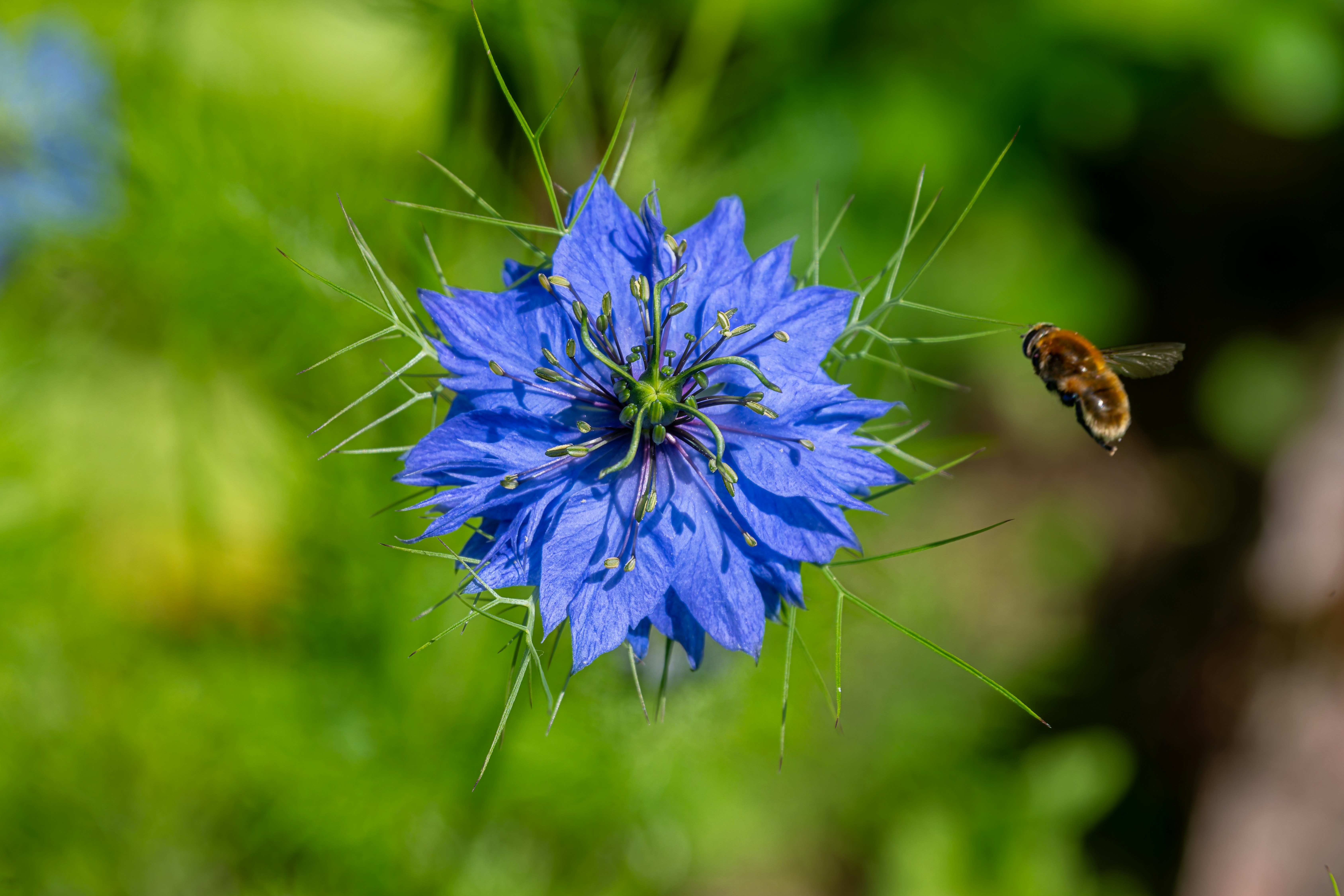 A blue flower with a bee flying towards it.