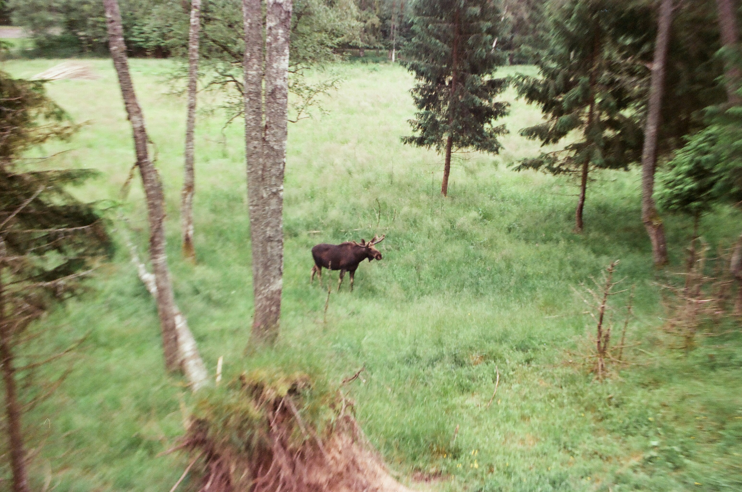 A moose stands in a green field surrounded by trees