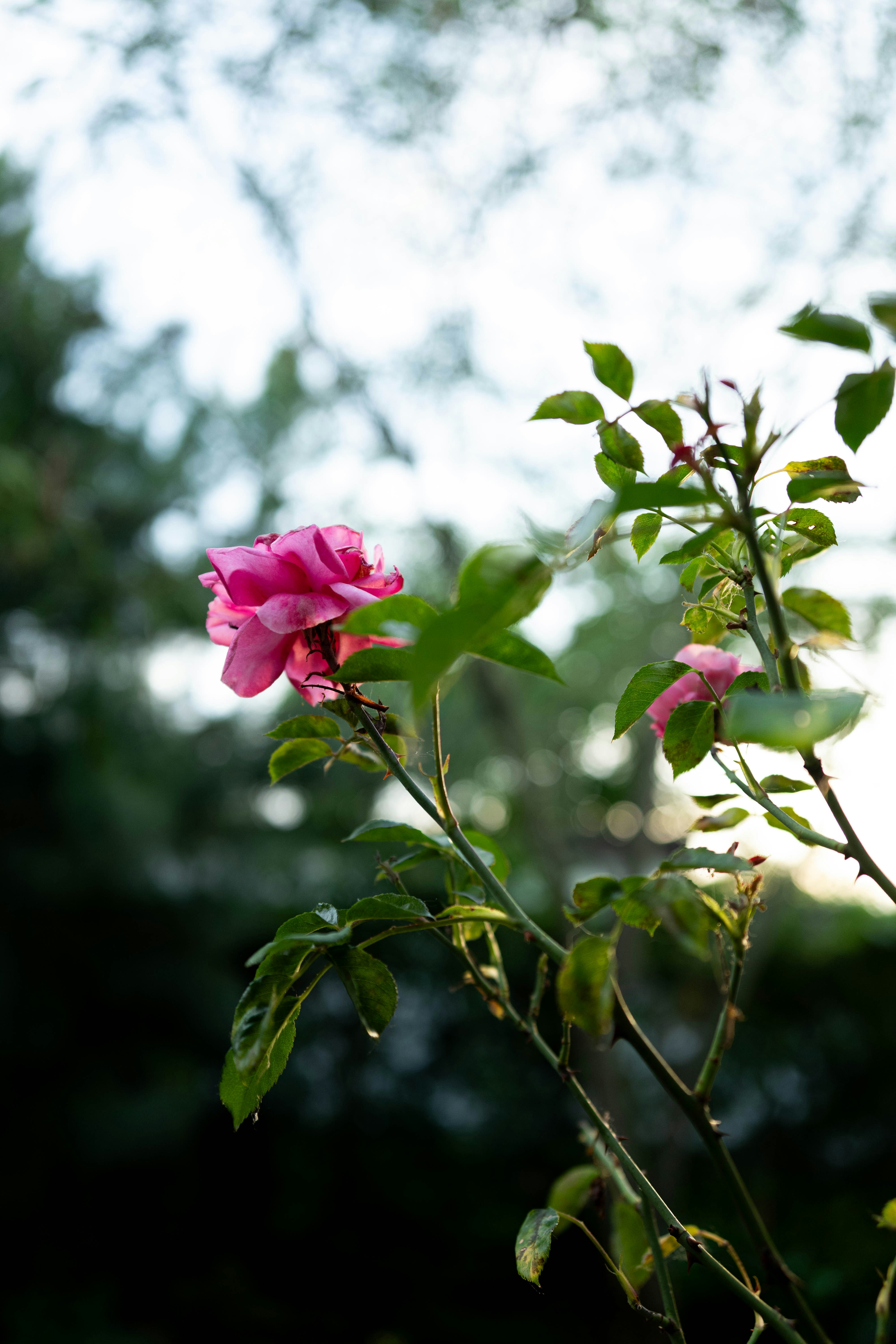 Photo by j0ke